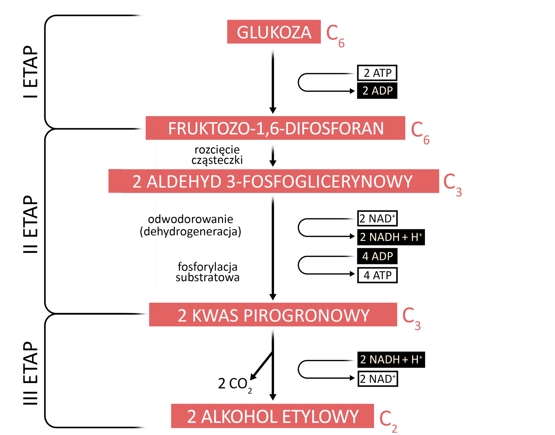 Schemat pionowy przedstawia przemiany chemiczne zachodzące podczas fermentacji alkoholowej. Na górze schematu na czerwonym tle napis GLUKOZA C indeks dolny 6. W dół prowadzi strzałka do napisu na czerwonym tle FRUKTOZO‑1, 6‑DIFOSFORAN C indeks dolny 6.  Po prawo od strzałki napis 2 ATP połączony łukiem z napisem 2 ADP. Ten fragment wykresu zamyka po lewo klamra z napisem I ETAP. Od napisu FRUKTOZO‑1, 6‑DIFOSFORAN C indeks dolny 6 prowadzi strzałka w dół z napisem ROZCIĘCIE CZASTECZKI do napisu na czerwonym tle 2 ALDEHYD 3‑FOSFOGLICERYNOWY C indeks dolny 3, a od niego strzałka w dół z napisem odwodnienie (dehydrogeneracja) i fosforylacja substratowa do napisu 2 KWAS PIROGRONOWY C indeks dolny 3. Po prawo od strzałki napis 2 x NAD indeks górny plus, od którego prowadzi półkolista strzałka do napisu 2 NADH dodać H indeks górny plus oraz napis 4 ADP połączony półkolistą strzałką z napisem 4 ATP. Fragment schematu zamyka po lewo klamra z napisem II ETAP. Od napisu 2 KWAS PIROGRONOWY C indeks dolny 3 prowadzi w dół rozgałęziająca się strzałka do napisu 2 CO indeks dolny 2, a druga jej gałąź do napisu na czerwonym tle 2 ALKOHOL ETYLOWY C indeks dolny 2. Z prawej strony strzałki znajduje się napis 2 NADH dodać H indeks górny plus, od którego prowadzi półkolista strzałka do napisu 2 NAD indeks górny plus. Ten fragment wykresu zamyka po lewo klamra z napisem III ETAP.