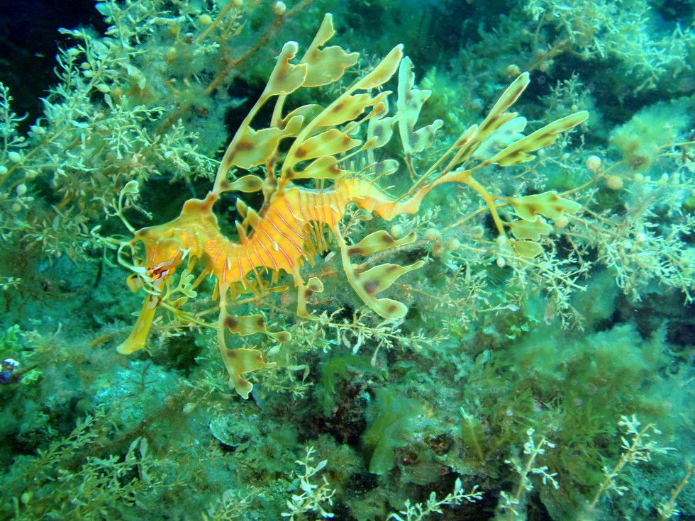 Fotografia przedstawia pływającego przy dnie oceanu pomarańczowo-zielonego pławikonika australijskiego. Jego smukłe ciało jest porośnięte wyrostkami, przypominającymi wodorosty. Pysk ma wydłużony, rurkowaty. 