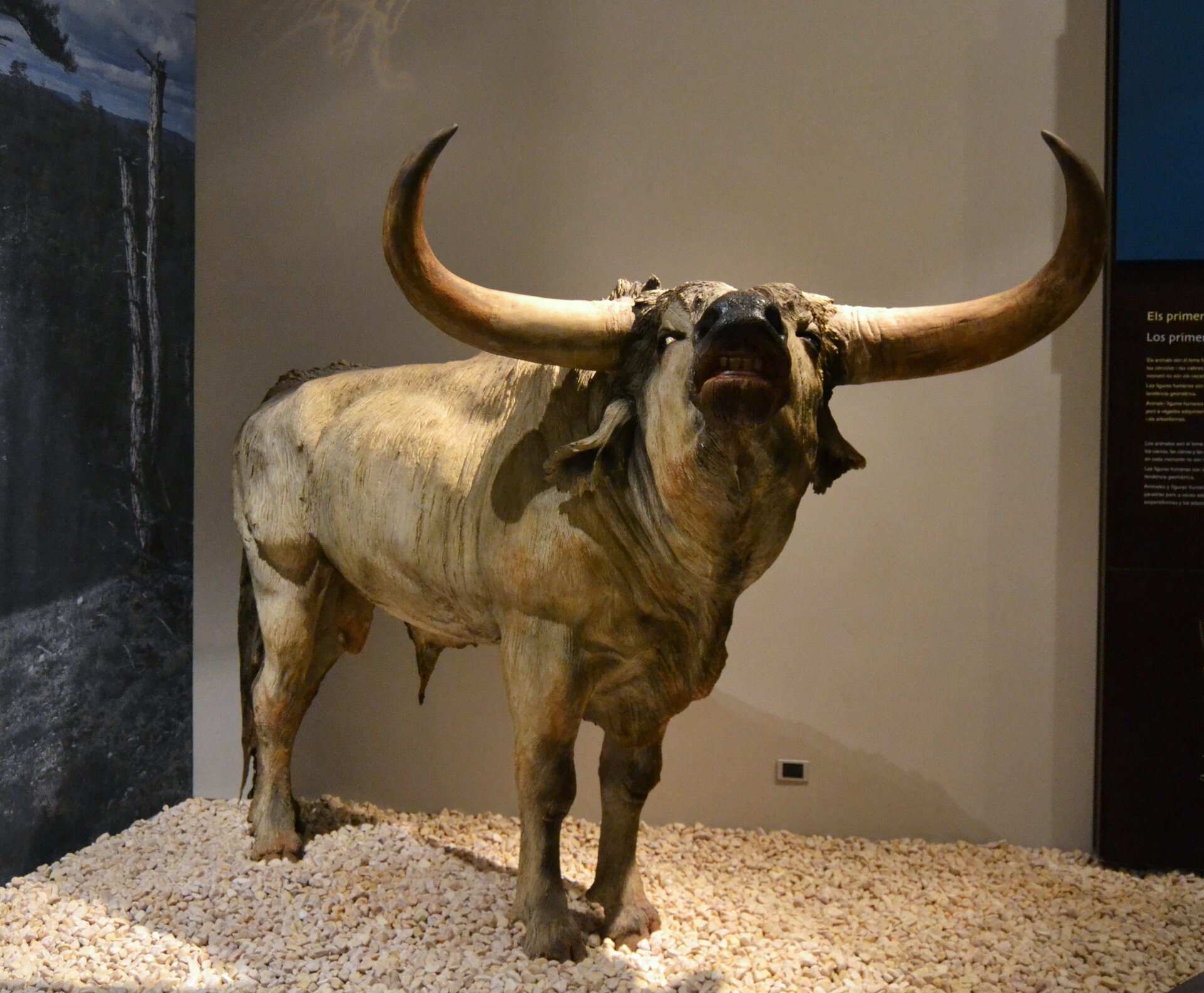 Zdjęcie przedstawia makietę tura leśnego w muzeum. Tur był przodkiem bydła domowego, dlatego też przypomina krowę. Makieta przedstawia samca. Posiada on grubą, silną szyję oraz dwa duże rogi. Odchodzą one od czaszki na boki, ich końce są  zagięte w górę i spiczasto zakończone. Pod rogami widać zwisające uszy. Tur posiadał długi ogon, prawie sięgający ziemi. Sierść tura była jasna.