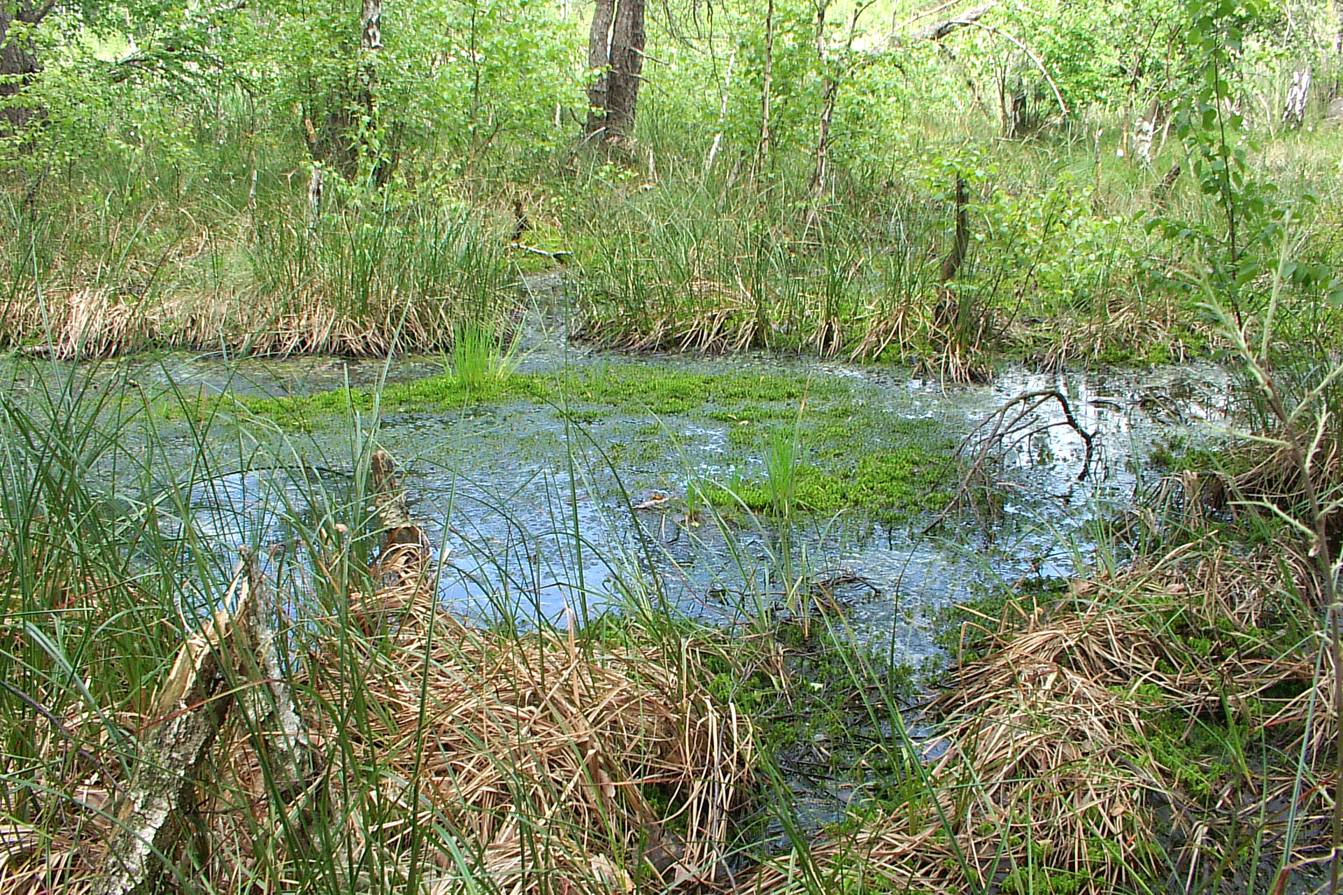 Fotografia prezentuje torfowisko. Widoczny podmokły teren porośnięty trawami. Niektóre trawy są suche. Centralna część zdjęcia ukazuje wodę pokrytą gdzieniegdzie zieloną roślinnością.   