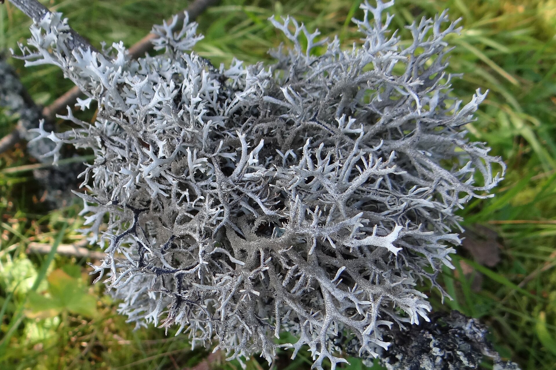 Na planszy widoczny jest szaro‑zielony, duży, rozległy porost, na zielonej trawie. Jest lekko zaokrąglony i ma wiele licznych, podłużnych, cienkich rozgałęzień.