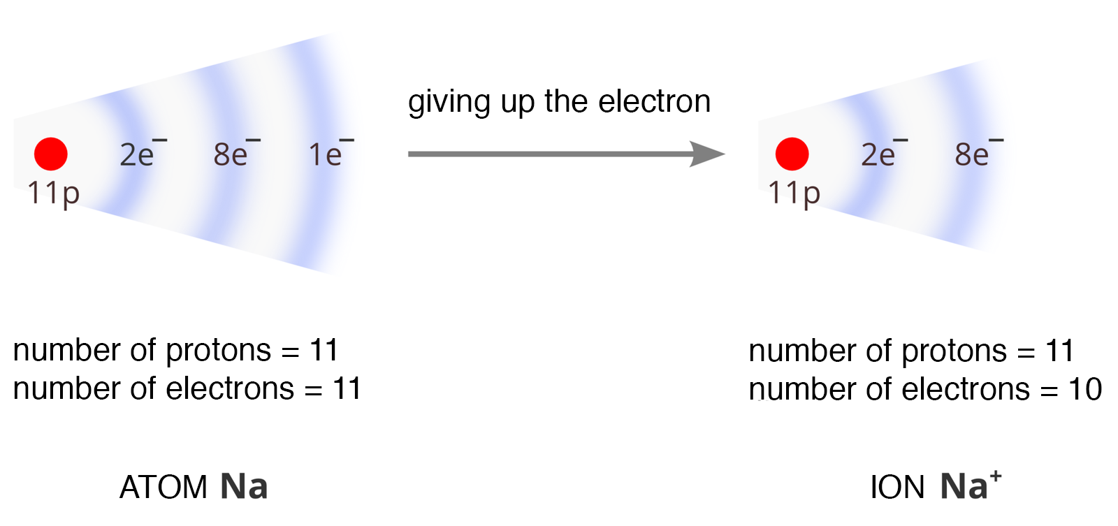 Na poniższym schemacie przedstawiono zmiany konfiguracji elektronowej atomu sodu podczas powstawania jonu. Po lewej stronie number of protons 11, number of electrons 11, atom en a, grafika: czerwona kropka pod nią 11 p, po prawej stronie od 11 p: 2 e minus, 8 e minus, 1 e minus strzałka w prawo, nad strzałką napis: giving up the electron za strzałką czerwona kropka 11 p i kolejno 2e minus, 8 e minus. Pod tą częścią ilustracji: number of protons 11, numbers of electrons 10, ion en a plus.