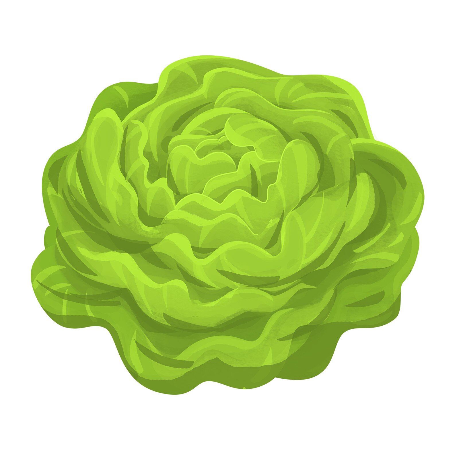 Ilustracja przedstawia sałatę.