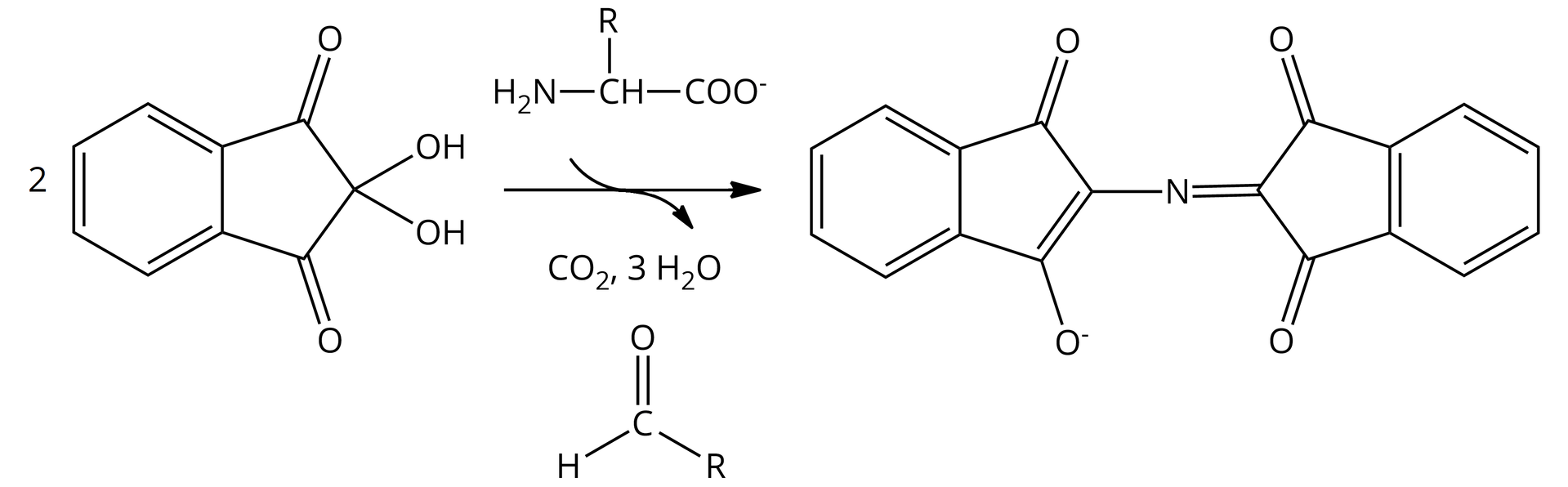 Ilustracja przedstawiająca równanie reakcji ninhydrynowej. Dwie cząsteczki ninhydryny zbudowanej z dwóch skondensowanych pierścieni - sześcioczłonowego pierścienia aromatycznego oraz pięcioczłonowego pierścienia nasyconego. Pierścienie te posiadają dwa atomy mostkowe, są one wspólne dla obu z nich. Pierścień pięcioczłonowy składa się z sąsiadujących ze sobą dwóch mostkowych atomów węgla. Każdy z nich łączy się z atomem węgla połączonym za pomocą wiązania podwójnego z atomem tlenu. Wspomniane atomy węgla łączą się z tym samym atomem węgla podstawionym dwiema grupami hydroksylowymi, co zamyka pierścień pięcioczłonowy. Dodać cząsteczkę aminokwasu zbudowaną z grupy CH, do której przyłączone są łańcuch boczny R, grupa aminowa NH2 oraz grupa karboksylanowa COO-. Strzałka w prawo, pod strzałką minus cząsteczka tlenku węgla(<math aria‑label="cztery">IV), minus trzy cząsteczki wody, minus cząsteczka aldehydu zbudowanego z atomu węgla połączonego za pomocą wiązania podwójnego z atomem tlenu oraz za pomocą wiązań pojedynczych z podstawnikiem R oraz z atomem wodoru. Za strzałką cząsteczka powstałego kompleksu zbudowanego z fragmentu pochodzącego od jednej cząsteczki ninhydryny, który to stanowi sześcioczłonowy pierścień aromatyczny, skondensowany z nim pierścień pięcioczłonowy, w którym jeden z dwóch związanych ze sobą atomów mostkowych łączy się z atomem węgla połączonym za pomocą wiązania podwójnego z atomem tlenu oraz za pomocą wiązania pojedynczego z atomem węgla, od którego odchodzi wiązanie pojedyncze poza pierścień wiążące go z atomem azotu oraz wiązanie podwójne wbudowane w pierścień i łączące go z atomem węgla, który wiążąc się z drugim atomem mostkowym, zamyka pierścień, a także podstawiony jest atomem tlenu obdarzonym ładunkiem ujemnym. Wspomniany wcześniej atom azotu łączy się za pomocą wiązania podwójnego z atomem węgla należącym do pięcioczłonowego pierścienia pochodzącego od drugiej cząsteczki ninhydryny. Atom ten związany jest z dwoma atomami węgla, z których każdy łączy się za pomocą wiązania podwójnego z jednym atomem tlenu oraz z jednym atomem mostkowym pierścienia. Atomy mostkowe łącza się ze sobą, budując jednocześnie fragment przyległego sześcioczłonowego pierścienia aromatycznego.