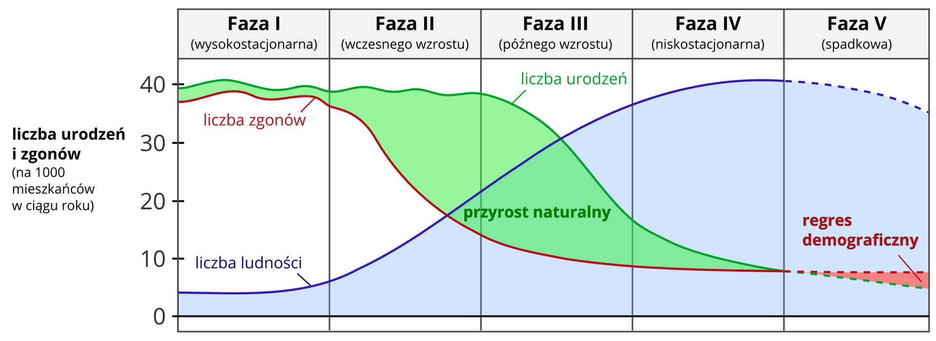 Na ilustracji widoczny jest wykres. Na osi pionowej z lewej strony wartości od zera do czterdziestu podpisane są jako liczba urodzeń i zgonów na tysiąc mieszkańców w ciągu roku. Na osi poziomej wykres podzielony na pięć równych pasów. Na górze podpisanych jest pięć faz. Wykres przedstawia zmiany współczynnika urodzeń i zgonów. Faza pierwsza – liczba urodzeń i zgonów jest wysoka, przyrost naturalny jest bardzo mały. Faza druga – zmniejszenie liczby zgonów, przy zachowanej dużej liczbie urodzeń - przyrost naturalny szybko rośnie Faza trzecia – gwałtownie spada współczynnik urodzeń, tempo spadku współczynnika zgonów bardzo się zmniejsza, na początku tej fazy przyrost naturalny jest duży i maleje wraz z dążeniem do kolejnej fazy. Faza czwarta – liczba zgonów jest niewielka. Faza piąta – przyrost zmniejsza się do liczby zgonów, a pod koniec fazy liczba zgonów przewyższa urodzenia. Przyrost naturalny jest ujemny. Jest to regres demograficzny.