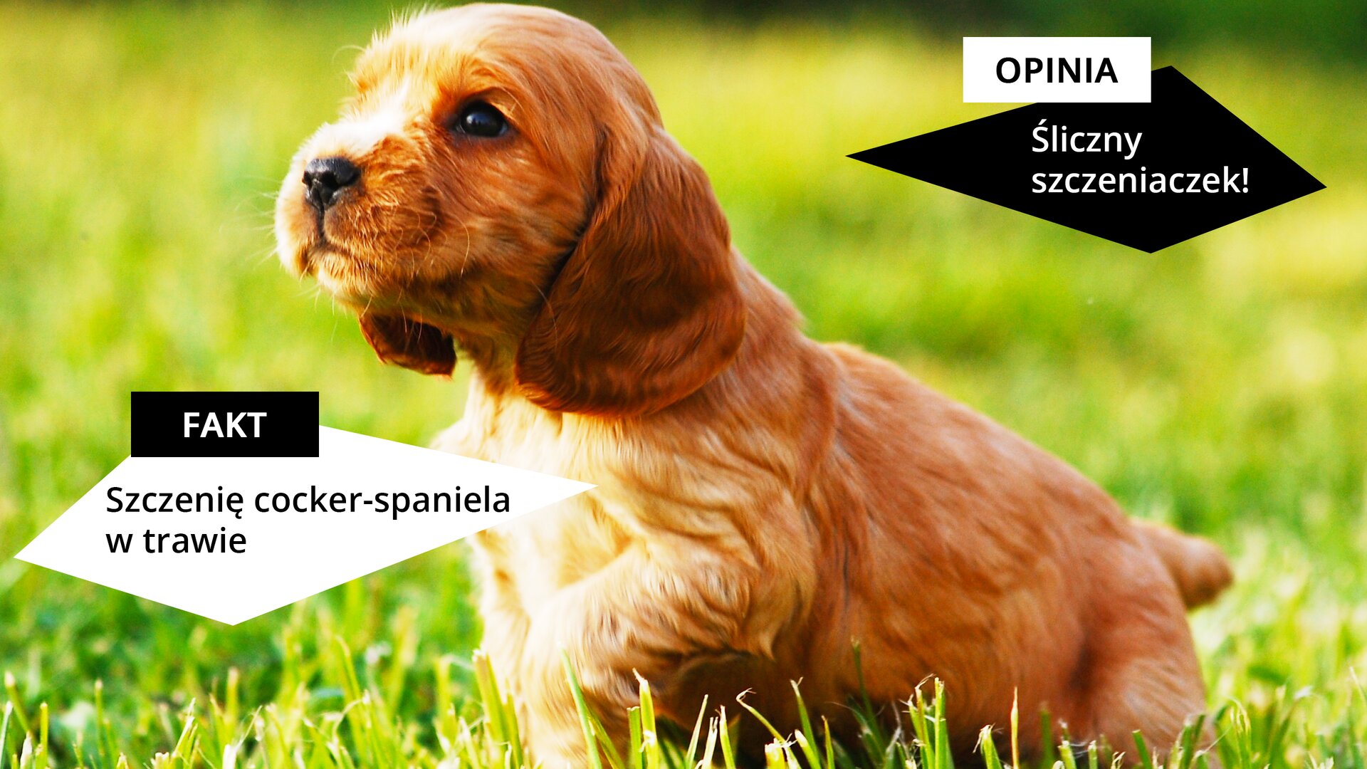 Zdjęcie przedstawiające jasnobrązowego psa – szczeniaka na tle zielonej trawy. W lewym narożniku znajduje się czworokąt z napisem „FAKT” Szczenię cocker‑spaniela w trawie”. W górnym prawym rogu znajduje się czworobok z napisem „OPINIA: Śliczny szczeniaczek!”