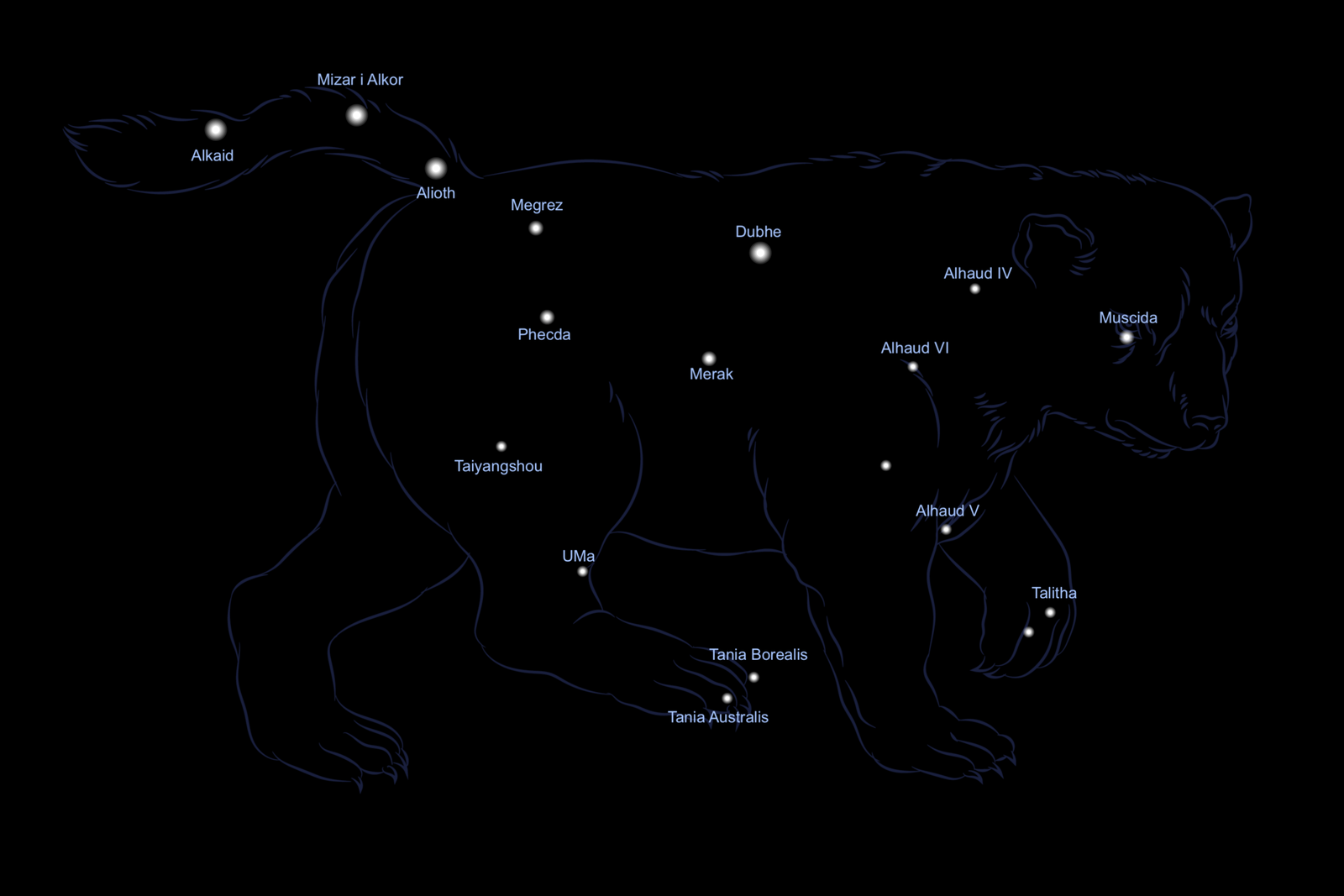Ilustracja pokazuje gwiazdozbiór Wielkiej Niedźwiedzicy. Na czarnym tle widoczne białe punkty różnej wielkości, które odzwierciedlają ułożenie gwiazd na niebie. Punkty obrysowane są niebieską linią o kształcie niedźwiedzia. Muscida i Alhaud cztery tworzą głowę. Alhaud sześć szyję. Alhaud pięć i Talitha przednią łapę. Dubhe, Merak, Megrez, Phecda tułów. Taiyangshou, UMa, Tania borealis, Tania australis tylną łapę. Mizar i Alkor oraz Alkaid ogon.