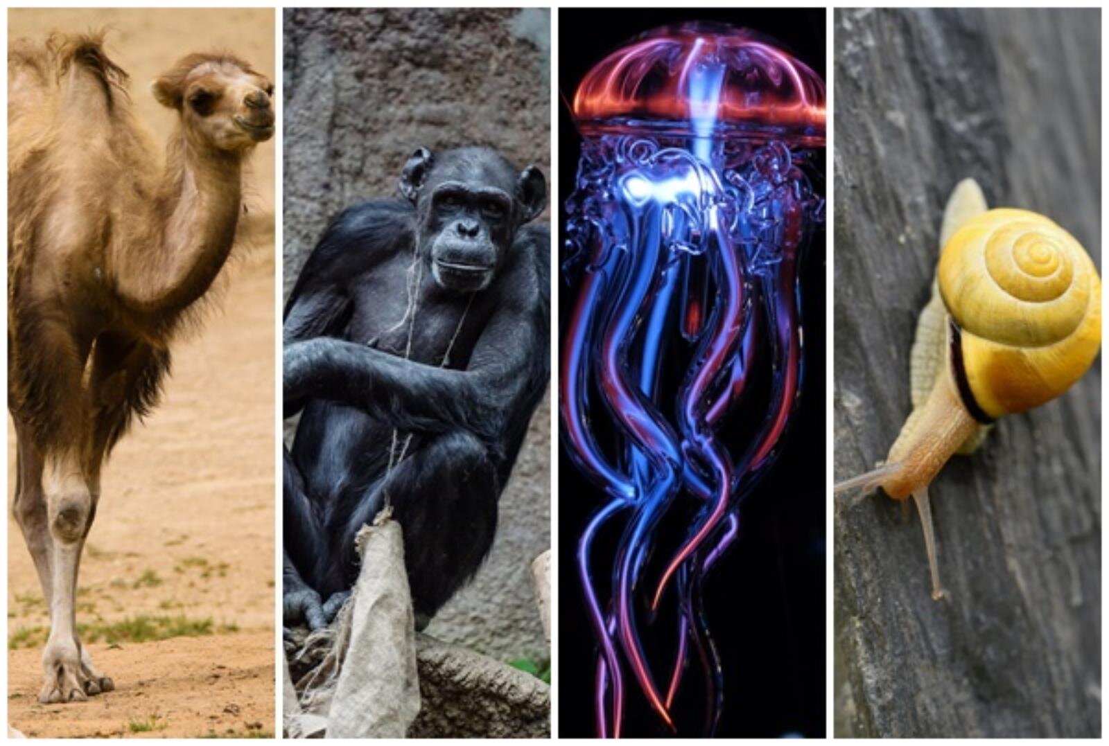 Grafika składa się z czterech zdjęć ustawionych obok siebie. Pierwsze z nich od lewej przedstawia wielbłąda, czworo kopytne stworzenie, na długich nogach z garbem na plecach. Drugie goryla, człekopodobne zwierzę w większości porośnięte czarnym futrem. Trzecie ukazuje meduzę, wodną istotę z półokrągłą górą z której wystają długie, cienkie macki. Czwarte zdjęcie przedstawia ślimaka, podłużny jasny tułów bez nóg, ani rąk, z głowy wystające dwa pręciki, a na plecach okrągła muszla.