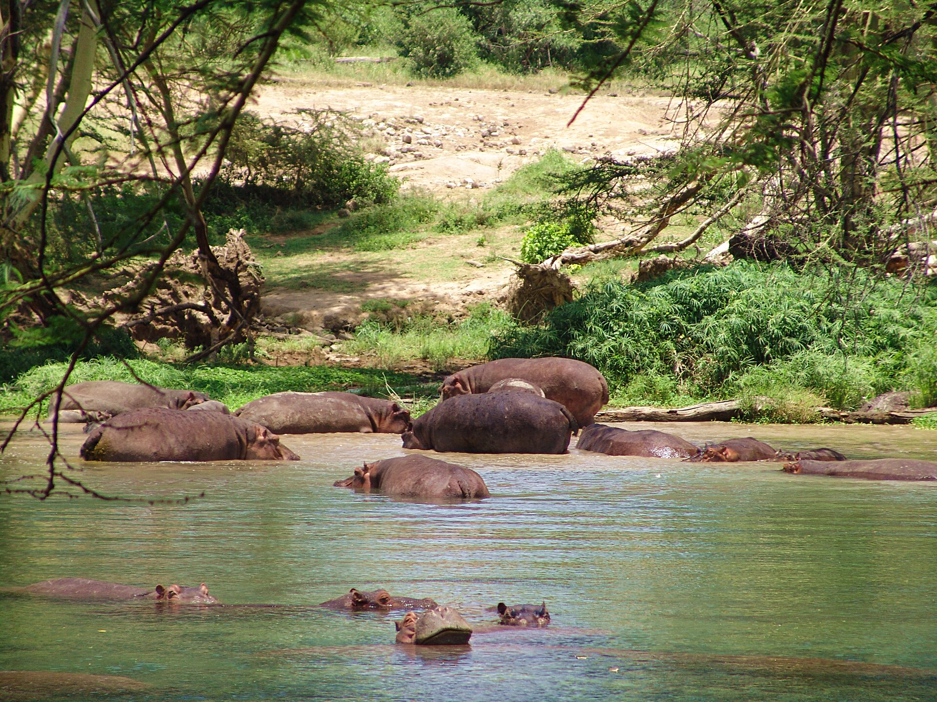 Fotografia przedstawia stado hipopotamów w rzece. Część zwierząt leży zanurzona w wodzie, trzymając ponad powierzchnią oczy, nozdrza i uszy. Te bliżej brzegu są wynurzone do połowy. Mają podłużne, masywne ciała na krótkich nogach. Na brzegu znajduje się wydeptana przez nie ścieżka między gęstymi roślinami i kilkoma drzewami ze zwisającymi gałęziami. Wyżej piaszczysta łacha.