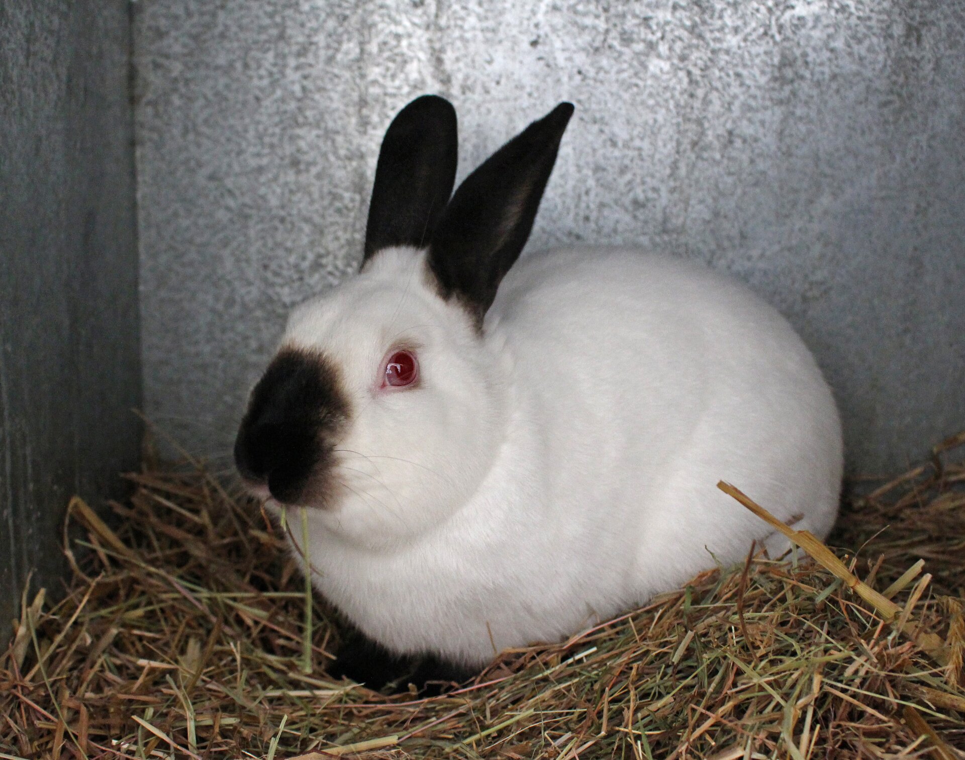 Na zdjęciu jest królik himalajski. Ma białe futro, ale uszy, pyszczek i nogi są czarne. Królik ten ma czerwone oczy. Siedzi na sianie.  