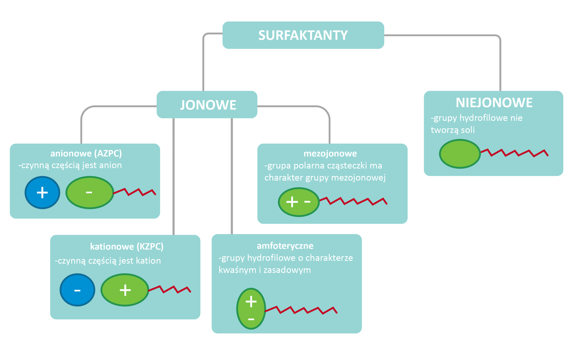 Schemat przedstawiający podział surfaktantów na dwie grupy. Pierwszą stanowią surfaktanty niejonowe, które charakteryzują się tym, że grupy hydrofilowe nie tworzą soli, symbolicznie zobrazowano taki rodzaj surfaktantu kulką, fragment hydrofilowy, z której wychodzi zygzakowata krzywa, symbolizująca fragment lipofilowy. Druga grupa to surfaktanty jonowe, które to dzielą się z kolei na cztery podgrupy odpowiednio surfaktanty anionowe, kationowe, amfoteryczne i mezojonowe. Surfaktanty anionowe, AZPC, w których część czynną stanowi anion, co obrazuje kulka z minusem w środku, część hydrofilowa, od której odchodzi zygzakowata krzywa reprezentująca fragment lipofilowy. Obok kulka ze znakiem plus, symbolizująca fragment brudu. Kolejna podgrupa to surfaktanty kationowe, w których część czynną stanowi kation, co obrazuje kulka z plusem w środku, część hydrofilowa, od której odchodzi zygzakowata krzywa reprezentująca fragment lipofilowy. Obok kulka ze znakiem minus, symbolizująca fragment brudu. Trzecia podgrupa to surfaktanty amfoteryczne, w których część czynną stanowi zarówno anion, jak i kation, grupy mają charakter kwasowy oraz zasadowy, co obrazuje kulka z minusem i plusem w środku, część hydrofilowa, od której odchodzi zygzakowata krzywa reprezentująca fragment lipofilowy. Ostatnie surfaktanty mezojonowe, zawierają w swej strukturze grupy polarne o charakterze mezojonowym, co symbolizuje kulka ze znakami plus i minus w środku, od której odchodzi zygzakowata krzywa o charakterze lipofilowym.