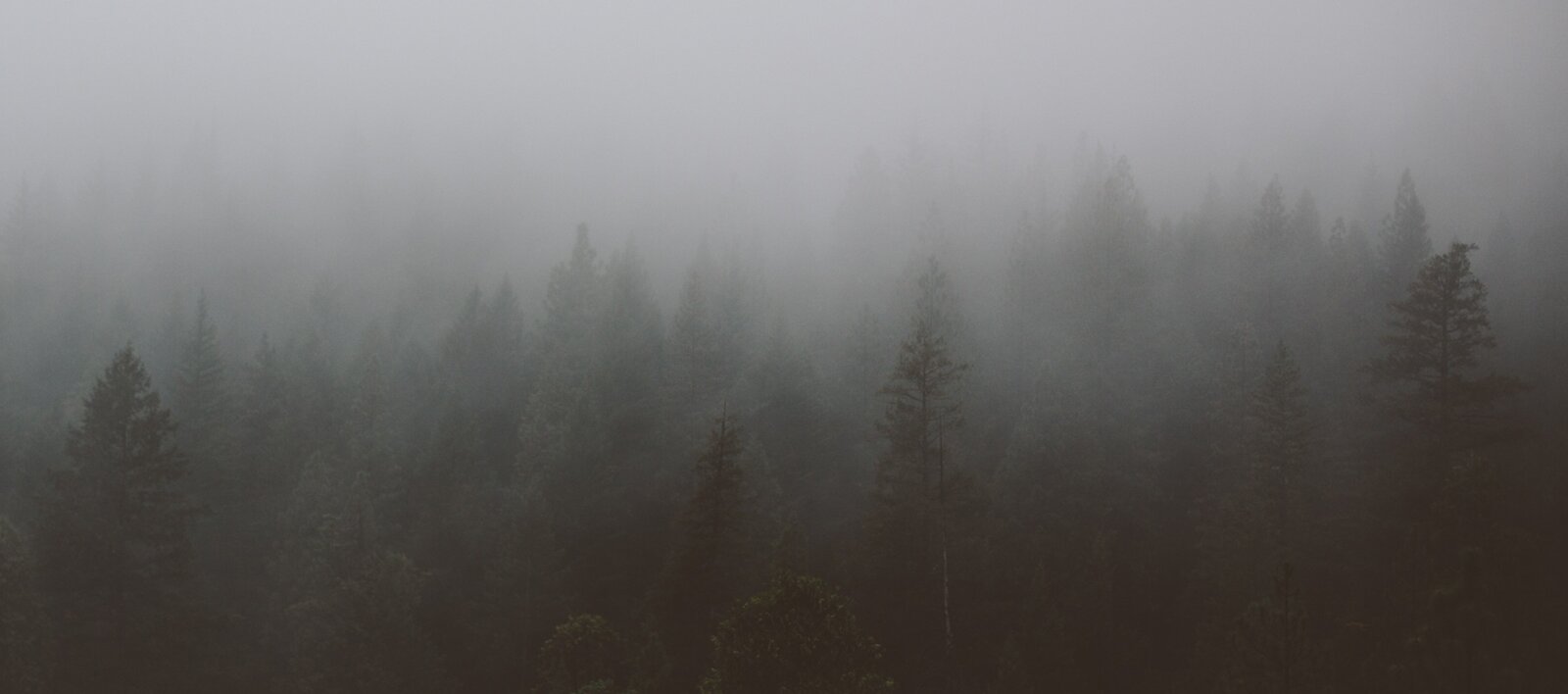 Zdjęcie przedstawia czubki drzew iglastych w lesie. Drzewa są ciemnozielone i częściowo przysłonięte mgłą.