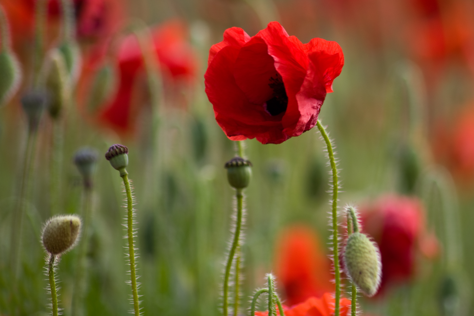 Fotografia przedstawia w zbliżeniu czerwony kwiat maku. Płatki są pomarszczone i nie całkiem rozwinięte. W środku kwiatu znajdują się czarne pręciki. Łodyżka kwiatu jest cienka, zielona i owłosiona. Obok znajdują się dwie wzniesione, zielone makówki i dwa pochylone, owłosione pąki. W tle rozmazany, zielono‑czerwony obraz innych maków.