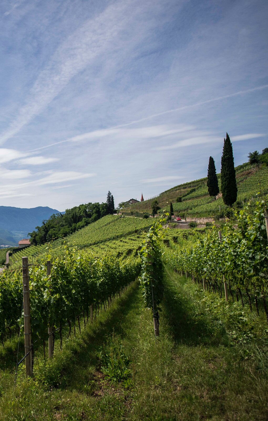 Zdjęcie przedstawia widok przykładowej winnicy w Toskanii. Na pierwszym planie widoczne są rzędy winnej latorośli porastających stok. Po prawej stronie i w tle  widocznych jest kilka cyprysów oraz zarysy zabudowań. W tle niebieskie niebo.