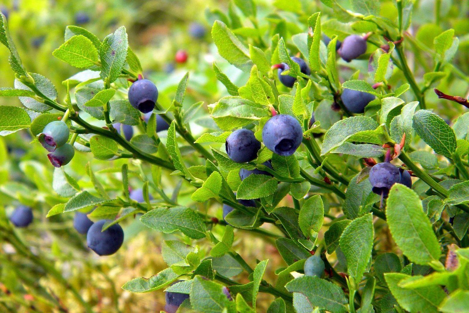 Na planszy widoczny jest krzew czarnych jagód. Mają one podłużne brązowo‑zielone łodygi z owalnymi, zielonymi listkami i licznymi, czarnymi, okrągłymi, małymi jagodami.