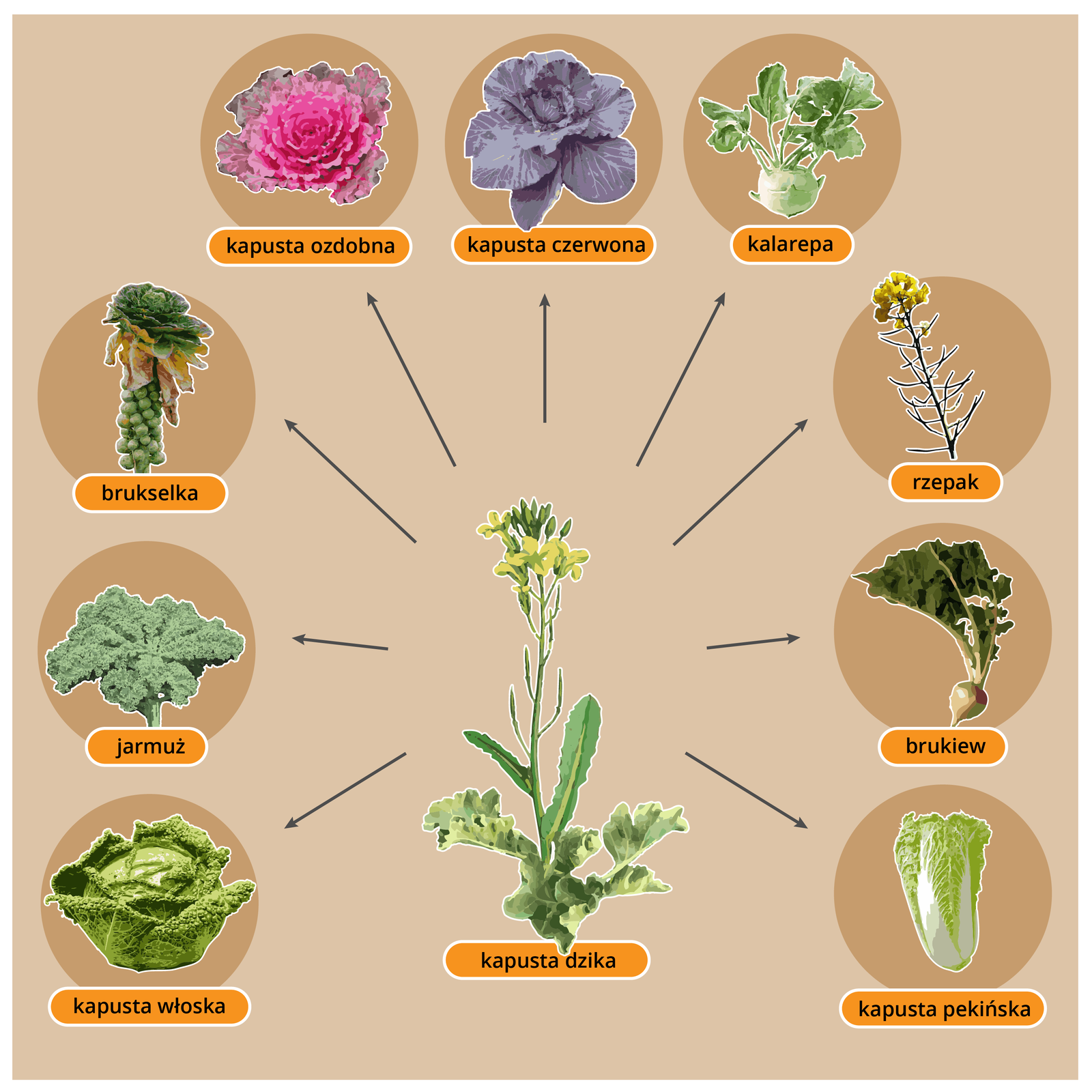 Grafika przedstawia dziką formę kapusty i pochodzące od niej rośliny uprawne, takie jak kapusta włoska, jarmuż, brukselka, kapusta ozdobna, kapusta czerwona, kalarepa, rzepak, brukiew, kapusta pekińska. Kapusta dzika to roślina o drobnych, żółtych kwiatach i niebieskozielonych, jajowatych liściach. Kapusta włoska to roślina, która wytwarza duże, pojedyncze głowy o pomarszczonych zielonych liściach. Jarmuż ma długie, kędzierzawe, zielone liście. Brukselka wytwarza pofałdowane, zielone liście, w kątach których znajdują się małe główki. Kapusta ozdobna to roślina, która wytwarza dużą, pojedynczą, różowofioletową głowę o poszczerbionych liściach. Kapusta czerwona to roślina, która wytwarza dużą, pojedynczą głowę o okrągłych czerwonych liściach. Kalarepa to roślina, która wytwarza małą, pojedynczą głowę, z której wyrastają długie, zielone liście. Rzepak ma wzniesioną, rozgałęzioną łodygę, na szczycie której znajdują się drobne żółte kwiatki. Brukiew ma biały, pękaty korzeń, z którego wyrastają zielone liście. Kapusta pekińska ma zielone, podłużne, jajowate liście, białe u nasady.