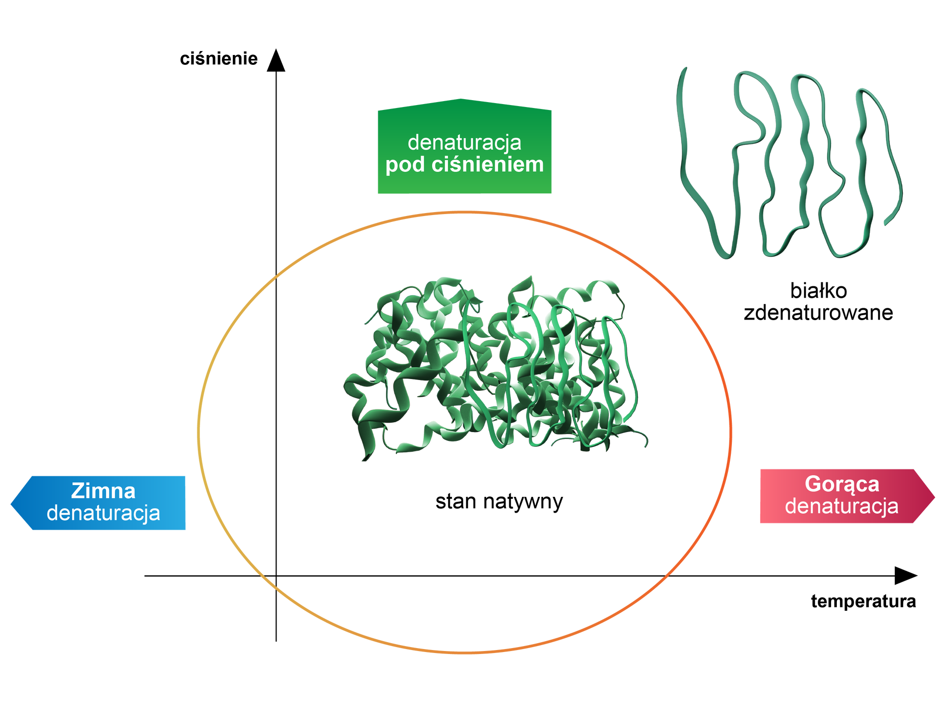Ilustracja przedstawia wykres prezentujący wpływ temperatury i ciśnienia na strukturę białek. Na osi poziomej zaznaczono temperaturę, zaś na osi pionowej ciśnienie. Na wykresie w pierwszej ćwiartce układu współrzędnych znajduje się dobrze ustabilizowana struktura białka, która to jest zakreślona, zakreślenie obejmuje wartości ciśnienia i temperatury ze wszystkich czterech ćwiartek, w których białko występuje w stanie natywnym, jednak wartości tych jest najwięcej w pierwszej ćwiartce w niedalekiej odległości od początku układu współrzędnych. Nad zakreśloną powierzchnią znajduje się strzałka w górę z napisem denaturacja pod ciśnieniem. Po prawej stronie od zakreślonego obszaru znajduje się strzałka w prawo z napisem gorąca denaturacja, a po lewej stronie strzałka po lewej stronie od osi pionowej z napisem zimna denaturacja. Poza zakreślonym obszarem znajduje się rozplecione, niestabilizowane białko, które stanowi pojedynczy łańcuch peptydowy, jest to białko zdenaturowane.