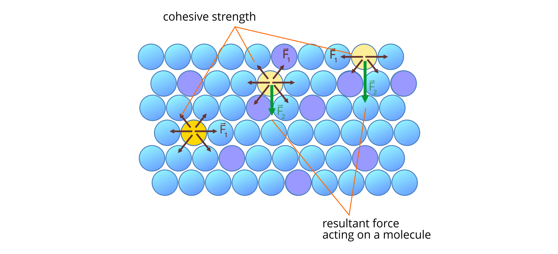 Rysunek przedstawia schemat oddziaływań zachodzących na powierzchni cieczy i w jej wnętrzu. ciesz narysowana jest jako kółka równomiernie ułożone. Trzy kółka są wyróżnione, z nich narysowane są strzałki. Brązowe strzałki opisane F z indeksem dolnym 1 to oddziaływania tylko z najbliższymi sąsiadami - podpisane cohesive strength, zielone strzałki opisane F z indeksem dolnym 2 to wypadkowa sił działających na wyróżnioną cząsteczkę ze strony najbliższych sąsiadów i bliskich sąsiadów (czyli wypadkowa sił spójności) - podpisane resultant force acting on a molecule. Z wyróżnionego kółka znajdującego się po lewej mniej więcej w środku wysokości cieczy narysowane są strzałki brązowe skierowane we wszystkich kierunkach. Z wyróżnionego kółka znajdującego się na środku pod powierzchnią cieczy narysowane są strzałki brązowe skierowane we wszystkich kierunkach i trochę dłuższa strzałka zielona skierowana pionowo w dół. Z wyróżnionego kółka znajdującego się po prawej na powierzchni cieczy narysowane są strzałki brązowe skierowane poziomo i w dół oraz znacznie dłuższa strzałka zielona skierowana pionowo w dół. Na każdą literą F strzałka pozioma skierowana w prawo.