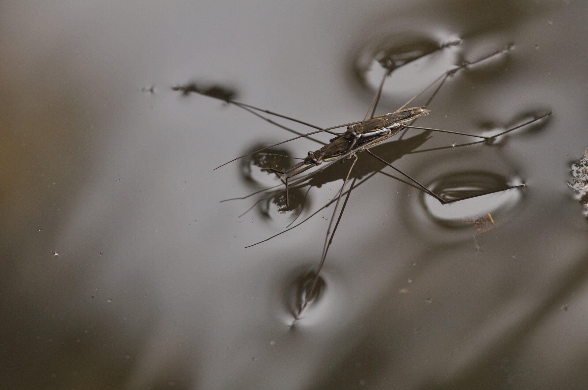 Na zdjęciu przedstawiono nartnika utrzymującego się na powierzchni wody. To smukły, szary owad z trzema parami długich, gładkich odnóży oraz długimi czułkami. 