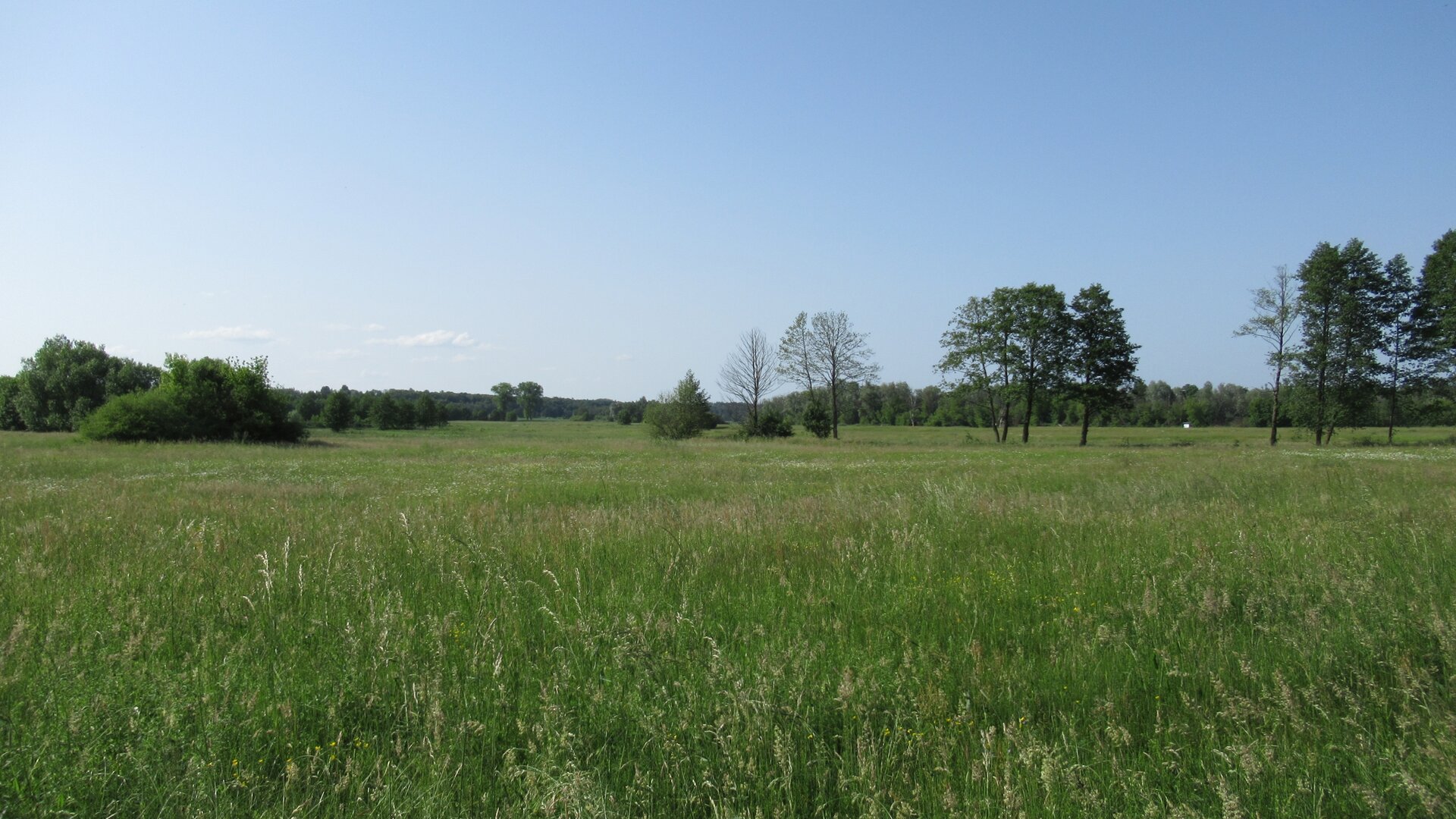 Zdjęcie przedstawia łąki. Rozległe pola porośnięte są trawą. W tle kilka drzew i las. 