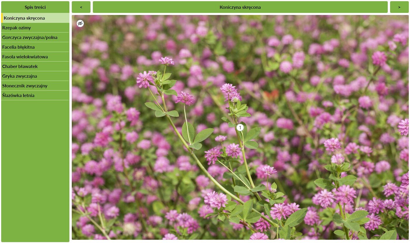 Widok ogólny jednej planszy interaktywnej. W lewej kolumnie koloru zielonego znajdują się zakładki prowadzące do poszczególnych opisów. W kolumnie po prawej widoczny jest wyświetlany element. Na środku znajduje się zdjęcie przedstawiające łąkę kwitnącej na różowo koniczyny. Na jednej z gałązek po środku znajduje się cyfra jeden w białym kółku.