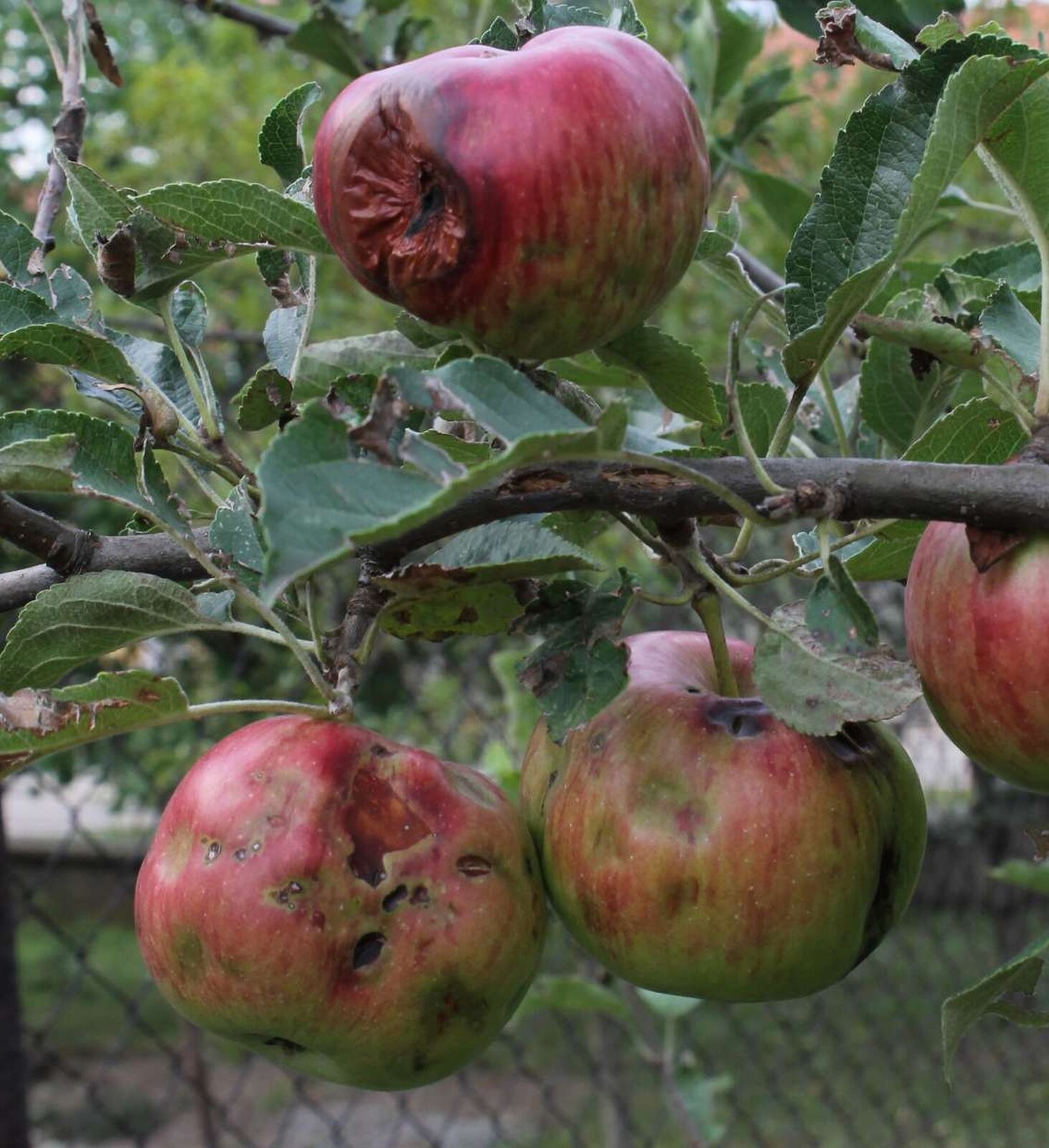 Zdjęcie przedstawia jabłka na gałęzi, które posiadają duże uszkodzenia o kilkucentymetrowej średnicy. W ich miejscu owoce zaczynają gnić.