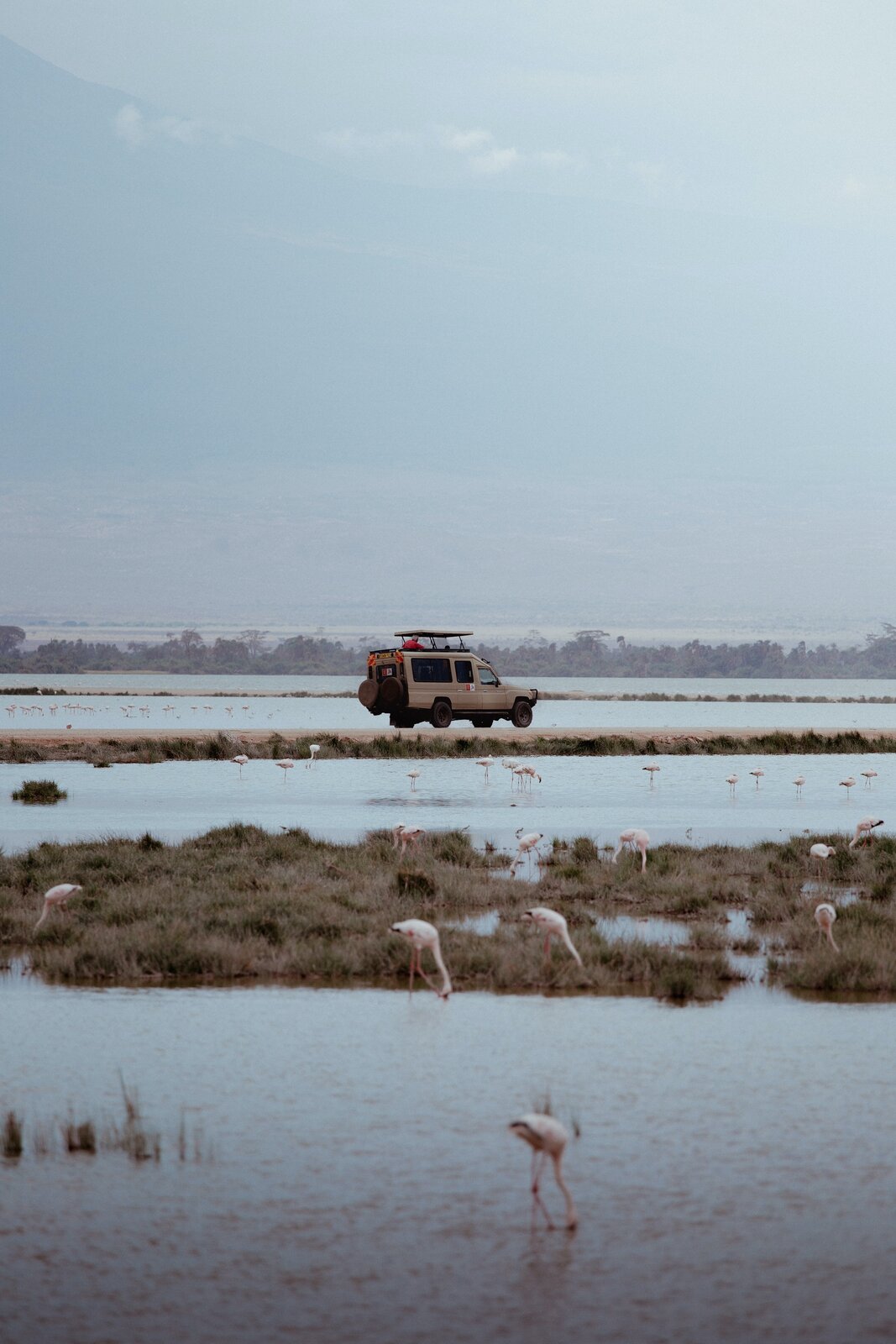 Zdjęcie płaskiego, podmokłego terenu. Gdzieniegdzie przebijają się kępy traw. W wodzie chodzą flamingi. Na drugim planie samochód terenowy.