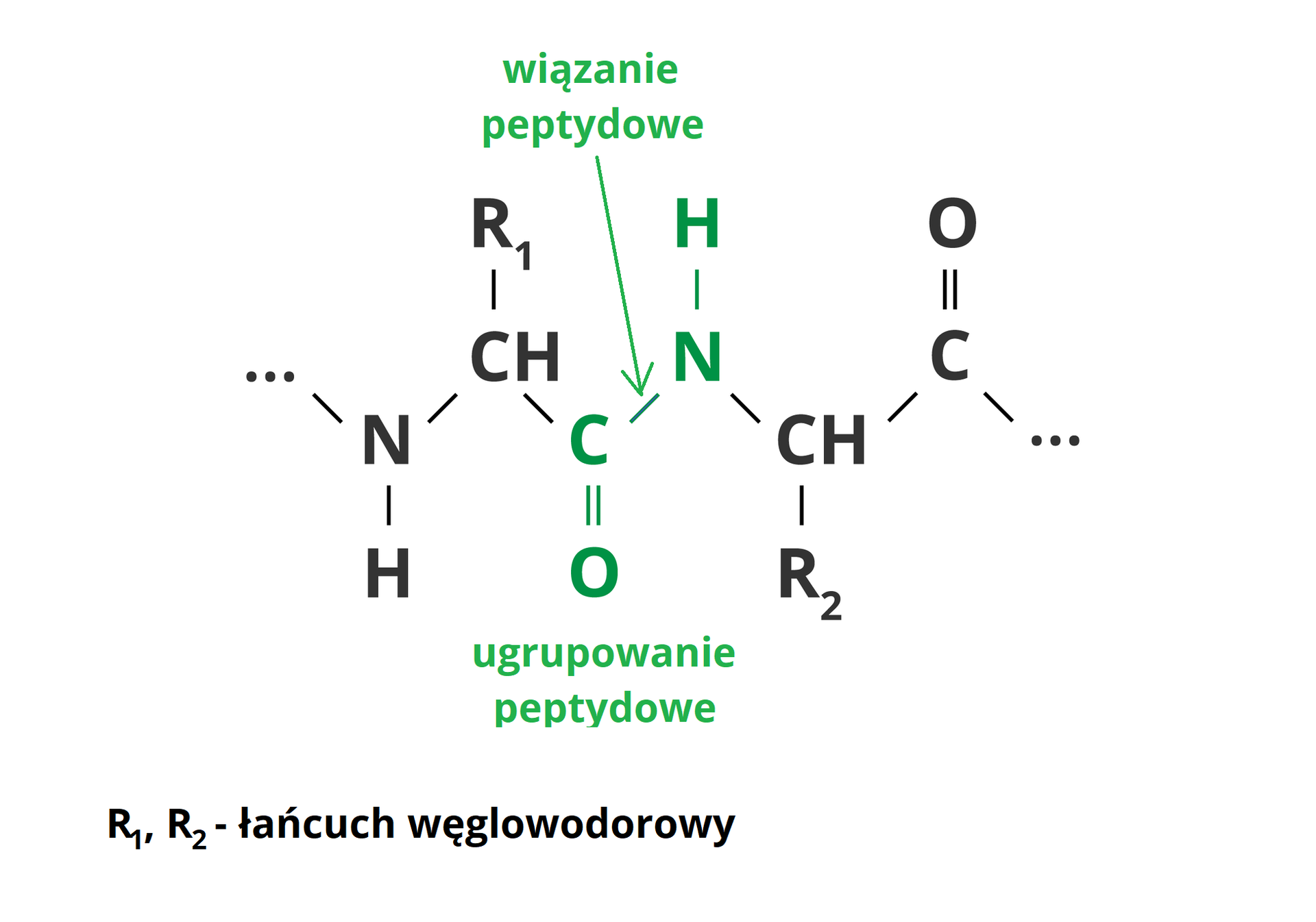 Na ilustracji przedstawiono fragment łańcucha białkowego. Zaczynając od lewej strony zapisano wielokropek oznaczający powtarzalność owego fragmentu. Od niego poprowadzono wiązanie pojedyncze na ukos w dół do atomu azotu N. Od niego odchodzą dwa wiązania pojedyncze: jedno w dół do atomu wodoru H, a drugie na ukos w górę do grupy CH. Od niej poprowadzone są dwa wiązania pojedyncze: jedno w górę do symbolu R1, oznaczającego łańcuch węglowy, a drugie na ukos w dół do atomu węgla C, który zaznaczono kolorem zielonym. Od atomu węgla odchodzą dwa wiązania zapisane na zielono: podwójne w dół do atomu tlenu O, zaznaczonego kolorem zielonym, i pojedyncze na ukos w górę do atomu azotu N, również zaznaczono kolorem zielonym. Wiązanie między atomem węgla a atomem azotu oznaczono zieloną strzałką i opisano jako „wiązanie peptydowe". Od atomu azotu odchodzą dwa pojedyncze wiązania: jedno w górę do atomu wodoru H, zaznaczono kolorem zielonym i drugie na ukos w dół do grupy CH. Cały fragment oznaczony na zielono opisano jako „ugrupowanie peptydowe". Od grupy CH poprowadzono dwa wiązania pojedyncze: jedno w dół do symbolu R2, oznaczającego łańcuch węglowy, a drugie na ukos w dół do atomu węgla C. Od niego poprowadzone są dwa wiązania: podwójne w górę do atomu tlenu i jedno na ukos w dół do wielokropka oznaczającego powtarzalność owego fragmentu.