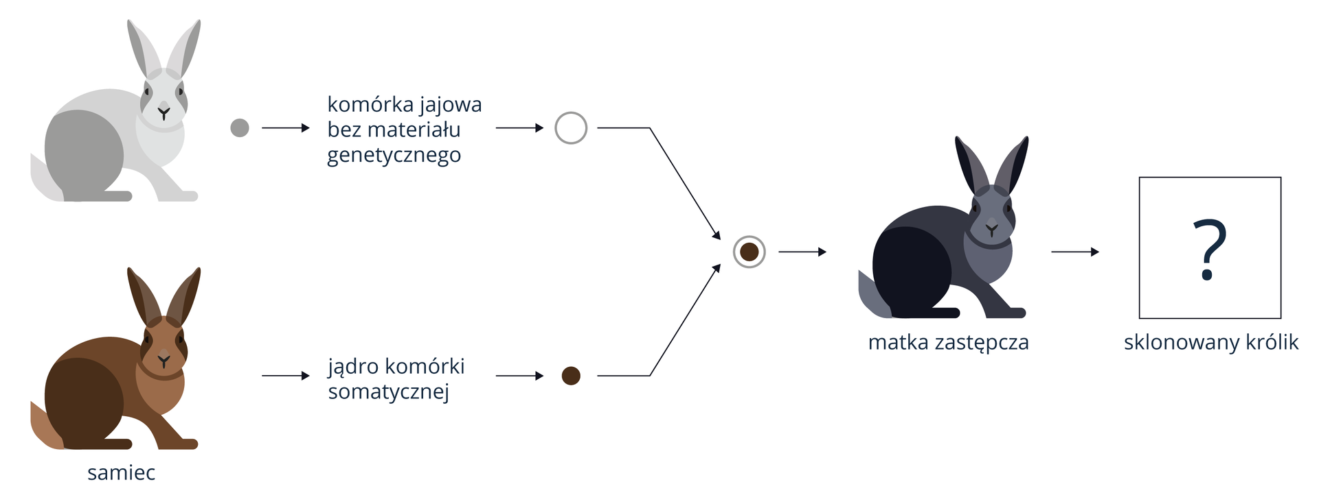 Ilustracja przedstawia klonowanie królika. Po lewej stronie widać dwa króliki. U góry widać szaro‑białą samicę, od której pobrano komórkę jajową bez materiału genetycznego. Poniżej widać brązowego samca, od którego pobrano jądro komórki somatycznej. Jądro komórki somatycznej umieszczono w bezjądrzastej komórce jajowej. Taką komórkę ulokowano w ciele czarnej matki zastępczej. Od czarnego królika biegnie strzałka do prostokąta ze znakiem zapytania i podpisem sklonowany królik.