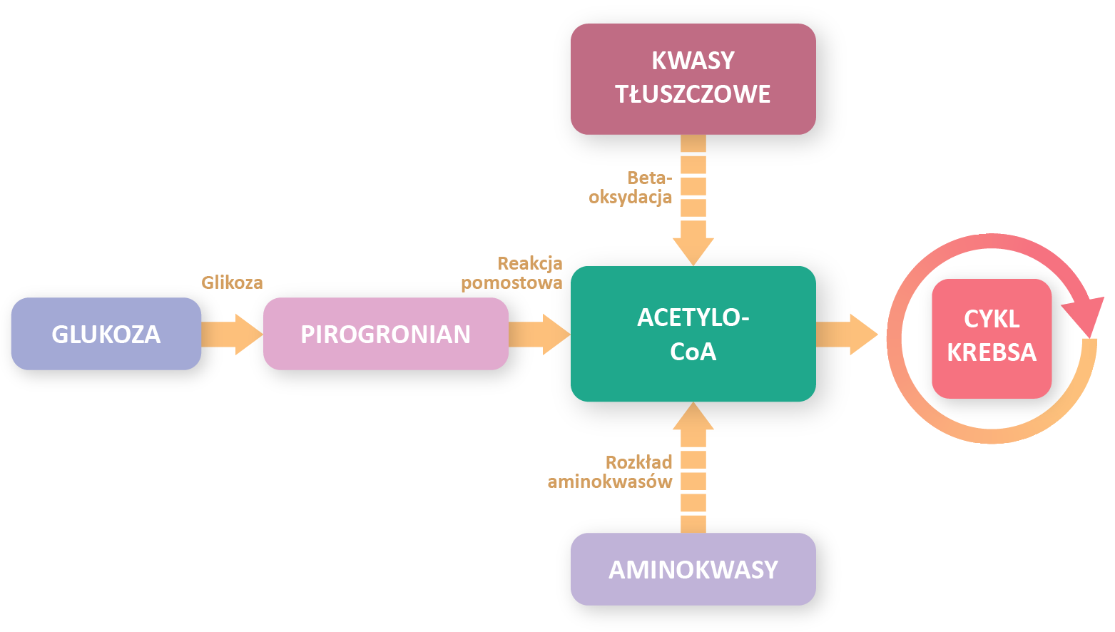Grafika przedstawia schemat przebiegu reakcji powstawania Acetylo‑CoA. Glukoza w wyniku glikolizy przechodzi w pirogronian, który następnie w wyniku reakcji pomostowej staje się substratem reakcji prowadzącej do powstania Acetylo‑CoA. Acetylo‑CoA może powstać również w wyniku rozkładu aminokwasów, oraz betaoksydacji kwasów tłuszczowych. Acetylo‑CoA wykorzystywane jest w cyklu Krebsa, oraz do syntezy kwasów tłuszczowych.