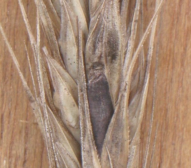 Na zdjęciu fragment kłosa żyta w dużym powiększeniu. Widoczne czarnofioletowe, rożkowate przebarwienia, które świadczą o występowaniu sporyszu, pasożytniczego grzyba występującego na zbożach. 