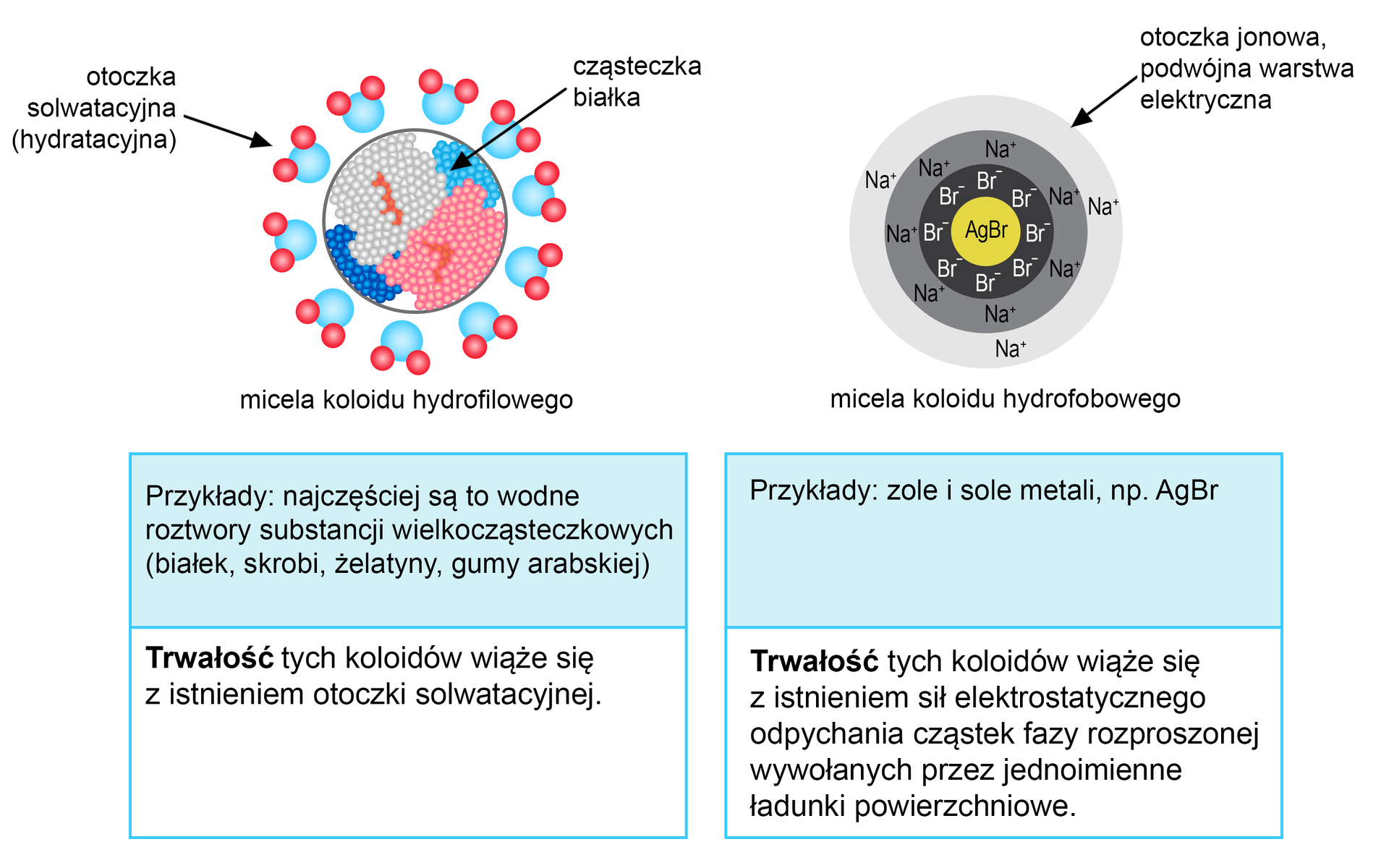 Ilustracja przedstawia przykłady roztworów koloidalnych. Po lewej stronie ilustracji jest micela koloidu hydrofilowego. Jest okrągła, to cząsteczka białka. Otoczona jest okręgiem zbudowanym z niebieskich kulek połączonych z dwiema czerwonymi kulkami - to otoczka solwatacyjna (hydratacyjna). Przykłady: najczęściej są to wodne roztwory substancji wielkocząsteczkowych - białek, skrobi, żelatyny, gumy arabskiej. Trwałość tych koloidów wiąże się z istnieniem otoczki solwatacyjnej. Obok opisanej miceli jest micela koloidu hydrofobowego. To cząsteczka AgBr. Wokół żółtego jądra są aniony bromu, a następnie kationy sodu. Okręgi otaczające jądro opisano jako otoczkę jonową, podwójną warstwę elektryczną. Przykłady: zole i sole metali, na przykład AgBr. Trwałość tych koloidów wiąże się z istnieniem sił elektrostatycznego odpychania cząstek fazy rozproszonej wywołanych przez jednoimienne ładunki powierzchniowe.     