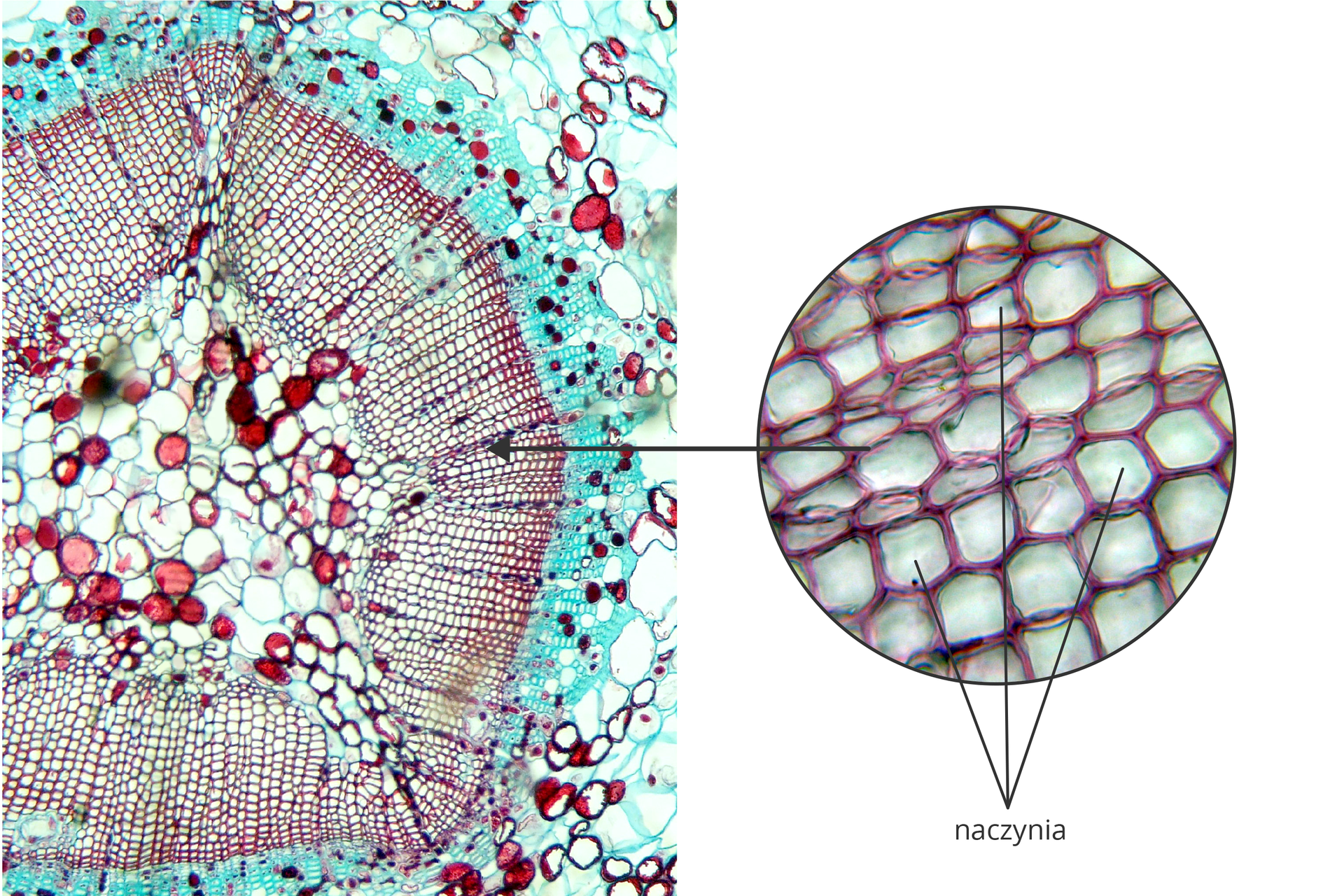 Fotografia mikroskopowa przestawia wiele bryłek w różnych kolorach. To przekrój przez zdrewniała gałązkę. Powiększenie obok wskazuje naczynia, wielokątne komórki o liliowych ścianach.