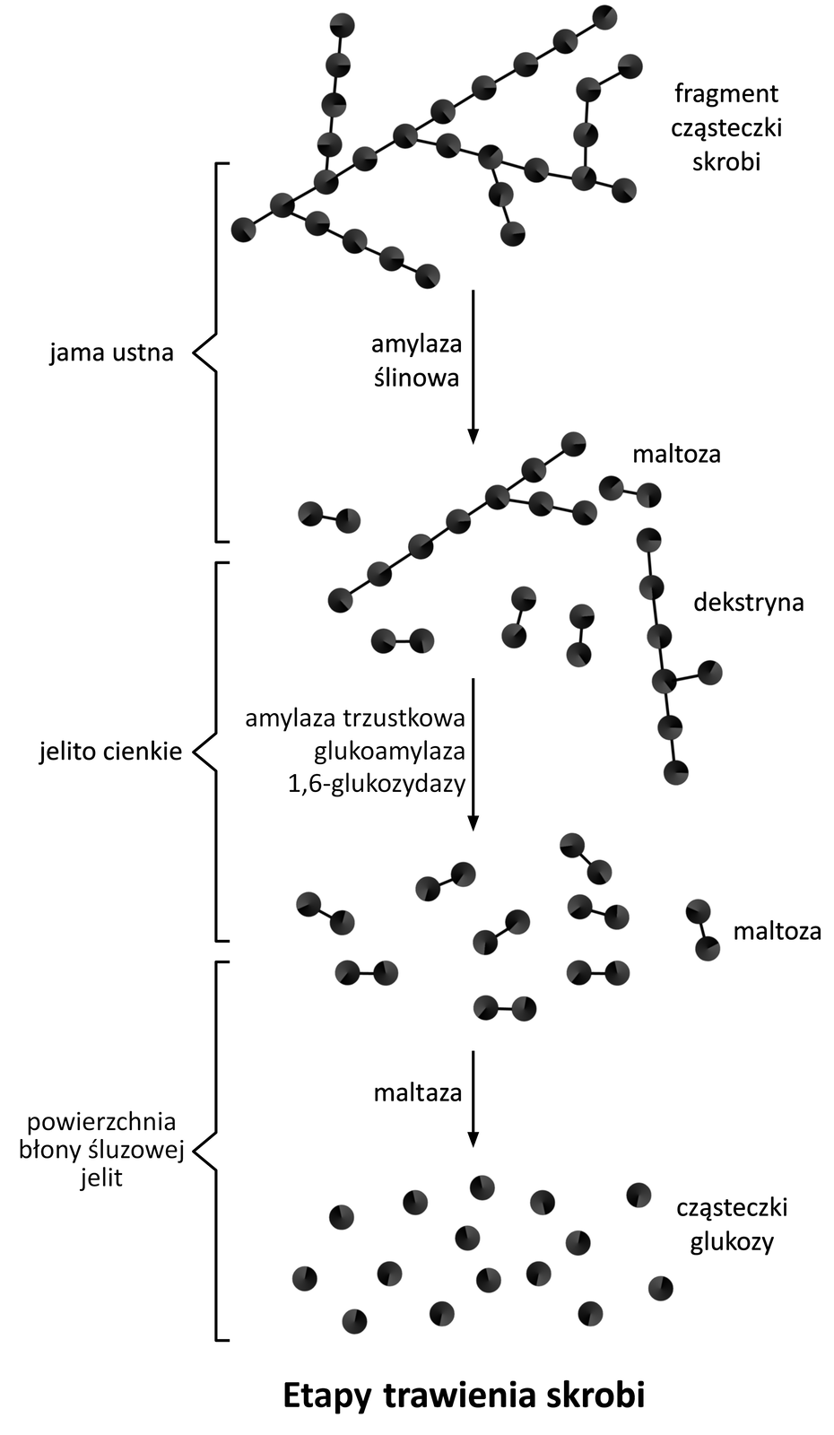 Schemat przedstawiający etapy trawienia cukrów. Jama ustna: fragment cząsteczki skrobi, którą symbolizuje rozgałęziony łańcuch złożony z kulek. Strzałka skierowana w dół, za strzałką maltoza i dekstryna symbolizowane przez częściowo porozrywany łańcuch cząsteczki skrobi, maltozę stanowią dwie kulki, a dekstrynę większy fragment.  Jelito cienkie: od maltozy i dekstryny poprowadzona strzałka w dół, obok której zapis amylaza trzustkowa, glukoamylaza, 1,6-glukozydazy". Za strzałką cząsteczki maltozy symbolizowane przez dwie połączone ze sobą kulki. Powierzchnia błony śluzowej jelit: strzałka w dół, obok niej  zapis "maltaza". Za strzałką cząsteczki glukozy, które są symbolizowane przez pojedyncze kulki.