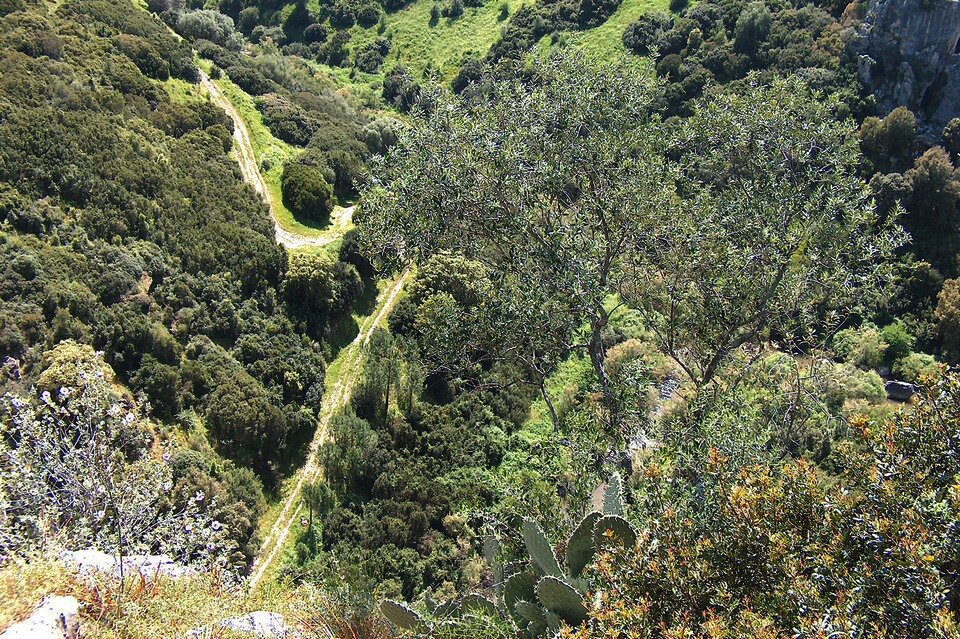 Zdjęcie roślinności śródziemnomorskiej, suchy zimozielony krzew śródziemnomorski na Sardynii Dry evergreen Mediterranean shrubland (maquis) in Sardinia. Na zdjęciu przedstawiono zaroślowa formacja roślinna charakterystyczna dla obszaru śródziemnomorskiego - makię. Wśród roślinności przeważają krzewy i niskie drzewa, a także kaktusy. Z lewej strony widoczna jest kręta gruntowa droga. 
