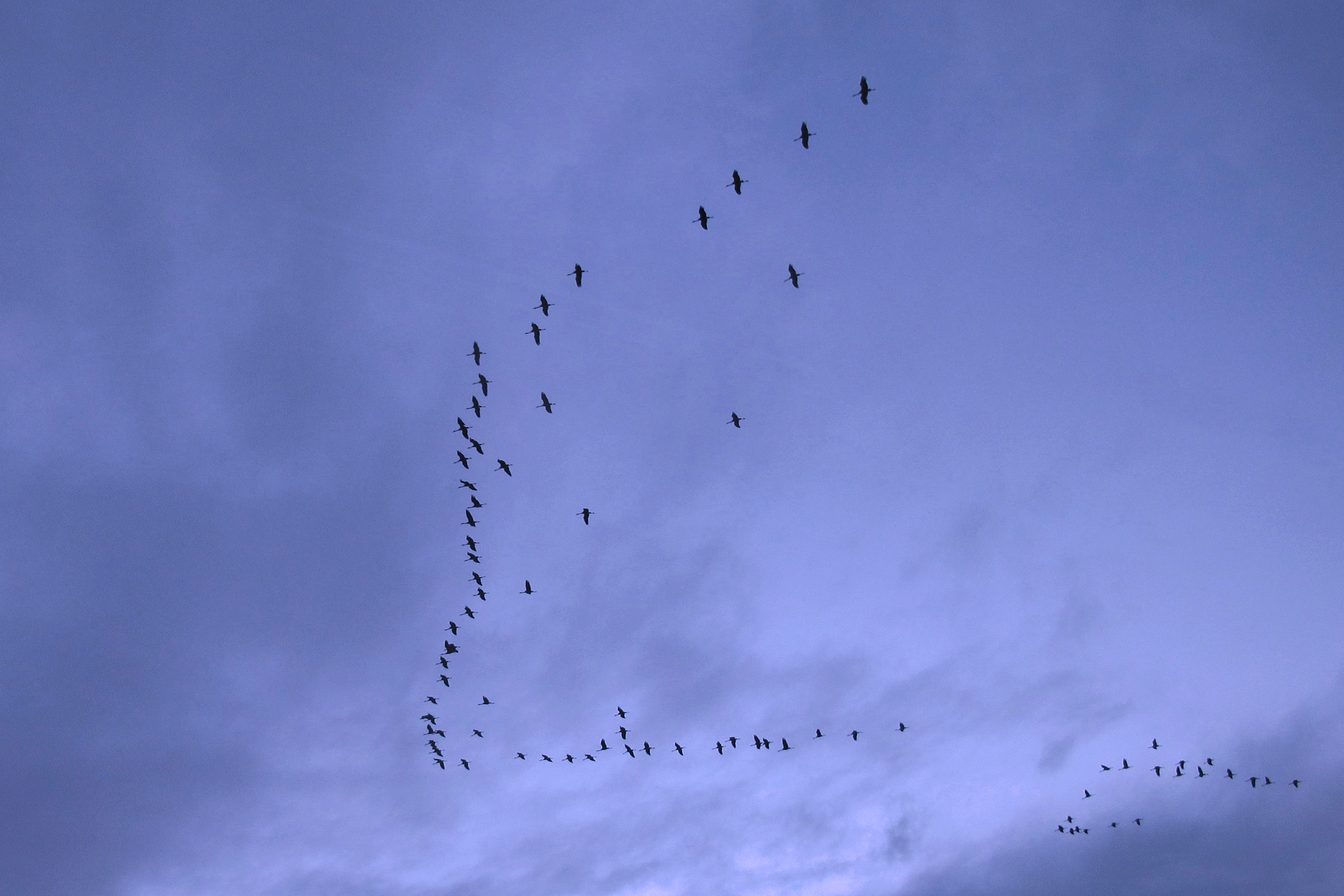 Zdjęcie ptaków lecących w kluczu w dalszej perspektywie.