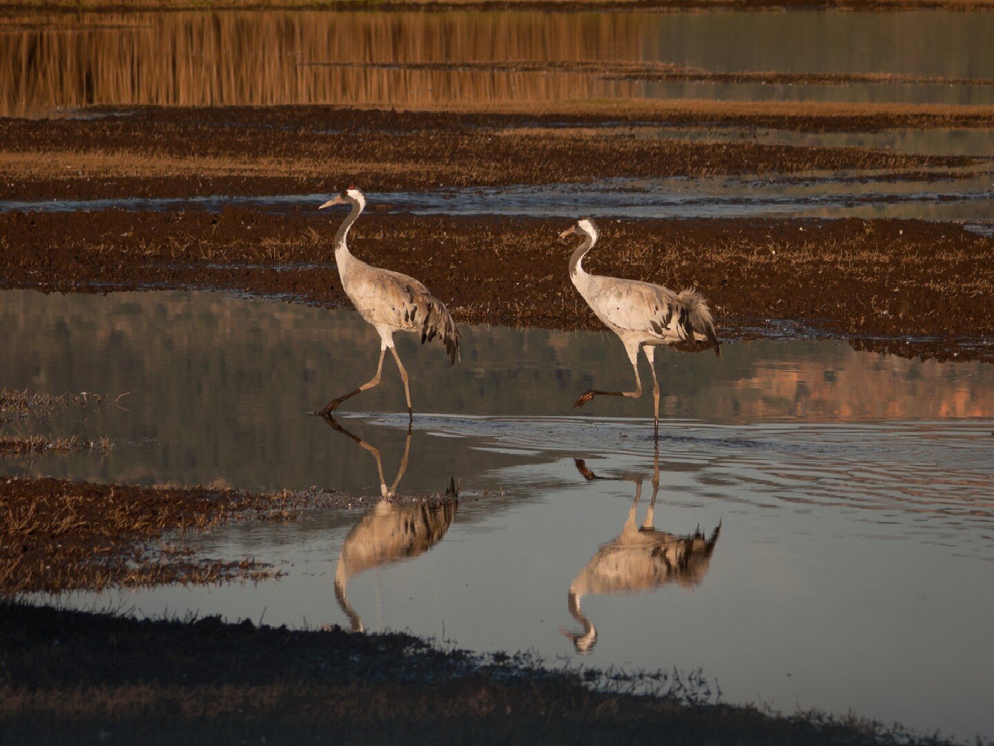 Zdjęcie przedstawia parę żurawi zwyczajnych. Para żurawi stoi obok siebie wykonując taniec. Głowy na długich szyjach skierowane są w górę. Długie pomarańczowe dzioby są otwarte. Na ogonie zwisają długie czarne pióra. W tle widoczne są wysokie trawy.