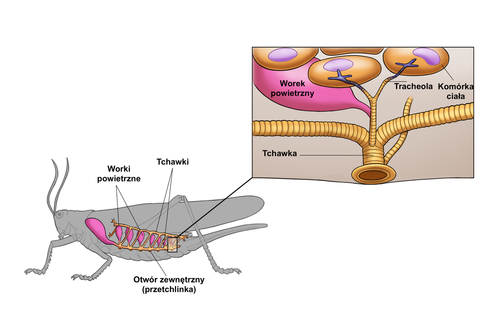 Schemat przedstawia konika polnego i na jego podstawie budowę tchawek u stawonogów. Stawonóg ma walcowate ciało, a na głowię parę średniej długości czułek. Ma średniej długości odnóża przednie i długie, silne odnóża tylne. Jego odwłok pokrywa para długich skrzydeł. W środku jego ciała znajdują się worki powietrzne. Mają one eliptyczny kształt i są ułożone pionowo. Od góry i od dołu otaczają je tchawki, czyli cienkie przewody. W brzusznej części ciała owada znajdują się otwory prowadzące na zewnątrz, czyli przetchlinki. Druga ilustracja przedstawia tchawki w przybliżeniu. Widoczna jest tchawka pionowa oraz tchawka pozioma, która kończy się przetchlinką. Tchawka pionowa jest cieńsza od tchawki poziomej, a w pewnym miejscu rozgałęzia się. Rozgałęzienia te nazywają się tracheolami. Łączą one tchawki z komórkami ciała. Obok znajduje się duży, owalny worek powietrzny połączony z tchawką.