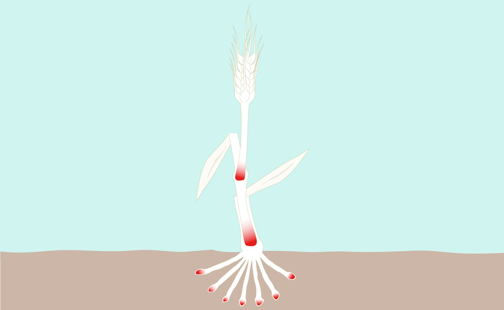 Ilustracja przedstawia położenie tkanek twórczych u traw. Czerwony kolor zaznaczono na szczytach korzeni i u podstawy członów łodygi.