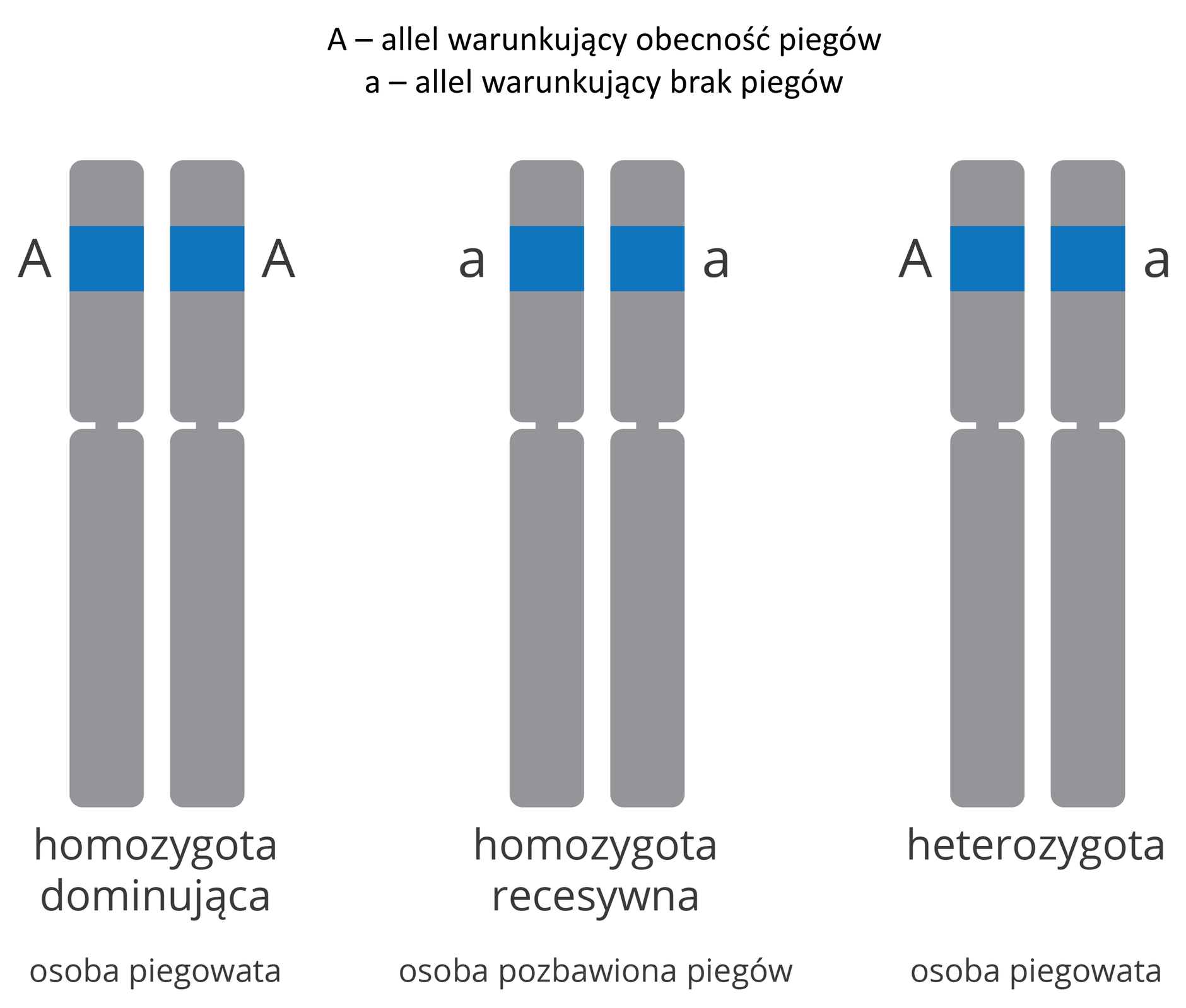 Grafika przedstawia trzy pary chromosomów o takiej samej długości ze zlokalizowanymi na krótszym ramieniu allelami warunkującymi obecność piegów (duża litera A) lub brak piegów (mała litera a). Homozygota dominująca (osoba piegowata) posiada dwa allele warunkujące obecność piegów. Homozygota recesywna (osoba pozbawiona piegów) posiada dwa allele recesywne. Heterozygota (osoba piegowata) posiada jeden allel dominujący i jeden recesywny.