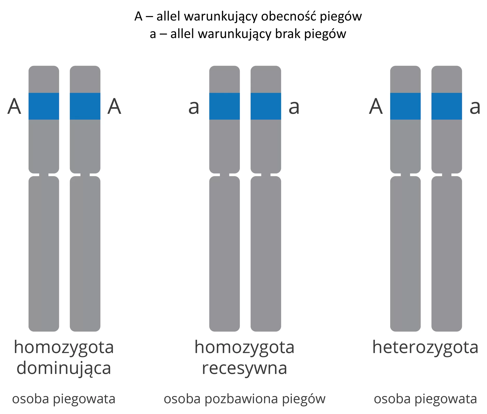 Grafika przedstawia trzy pary chromosomów o takiej samej długości ze zlokalizowanymi na krótszym ramieniu allelami warunkującymi obecność piegów (duża litera A) lub brak piegów (mała litera a). Homozygota dominująca (osoba piegowata) posiada dwa allele warunkujące obecność piegów. Homozygota recesywna (osoba pozbawiona piegów) posiada dwa allele recesywne. Heterozygota (osoba piegowata) posiada jeden allel dominujący i jeden recesywny.