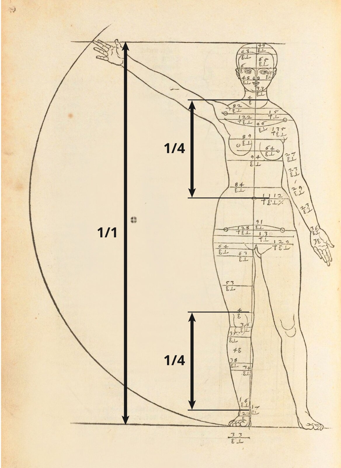 Ilustracja „Studium proporcjonalne kobiety, widok od przodu” przedstawia rysunek kobiety na beżowym tle. Z lewej strony obecny jest gruby łuk, przecięty u góry horyzontalną linią. Na dole łuk łączy się z drugą horyzontalną linią. W środku, z prawej strony, znajduje się rysunek nagiej kobiety. Jej prawa dłoń jest uniesiona, dotykając miejsca, w którym kreska przecina łuk. Jej stopy spoczywają na dolnej kresce. Sylwetka postaci podzielona jest poziomymi liniami, przechodzącymi przez jej szerokość, podpisanymi cyframi oraz symbolami, opisującymi proporcje i miejsca rysunku poszczególnych części ciała. Na ilustrację zostały naniesione trzy strzałki. Jedna dłuższa obejmująca obszar od podstawy stopy do czubka głowy oraz dwie krótsze - od pasa do szyi oraz od kolana do stopy. Przy dłuższej widnieje wartość 1/1 a przy krótszych 1/4 co oznacza,  że wskazane odcinki stanowią 1/4 długości całego odcinka.