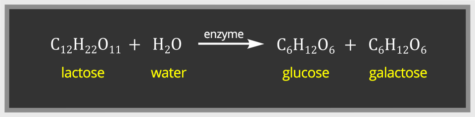 Fermentacja kwasu mlekowego przebiega zgodnie z równaniem: c dwanaście ha dwadzieścia dwa o jedenaście (laktoza) dodać ha dwa o ( woda) strzałka w prawo, nad nią napis enzyme c sześc ha dwanaście o sześć (glukoza) dodać c sześć ha dwanaście o sześć (galaktoza).