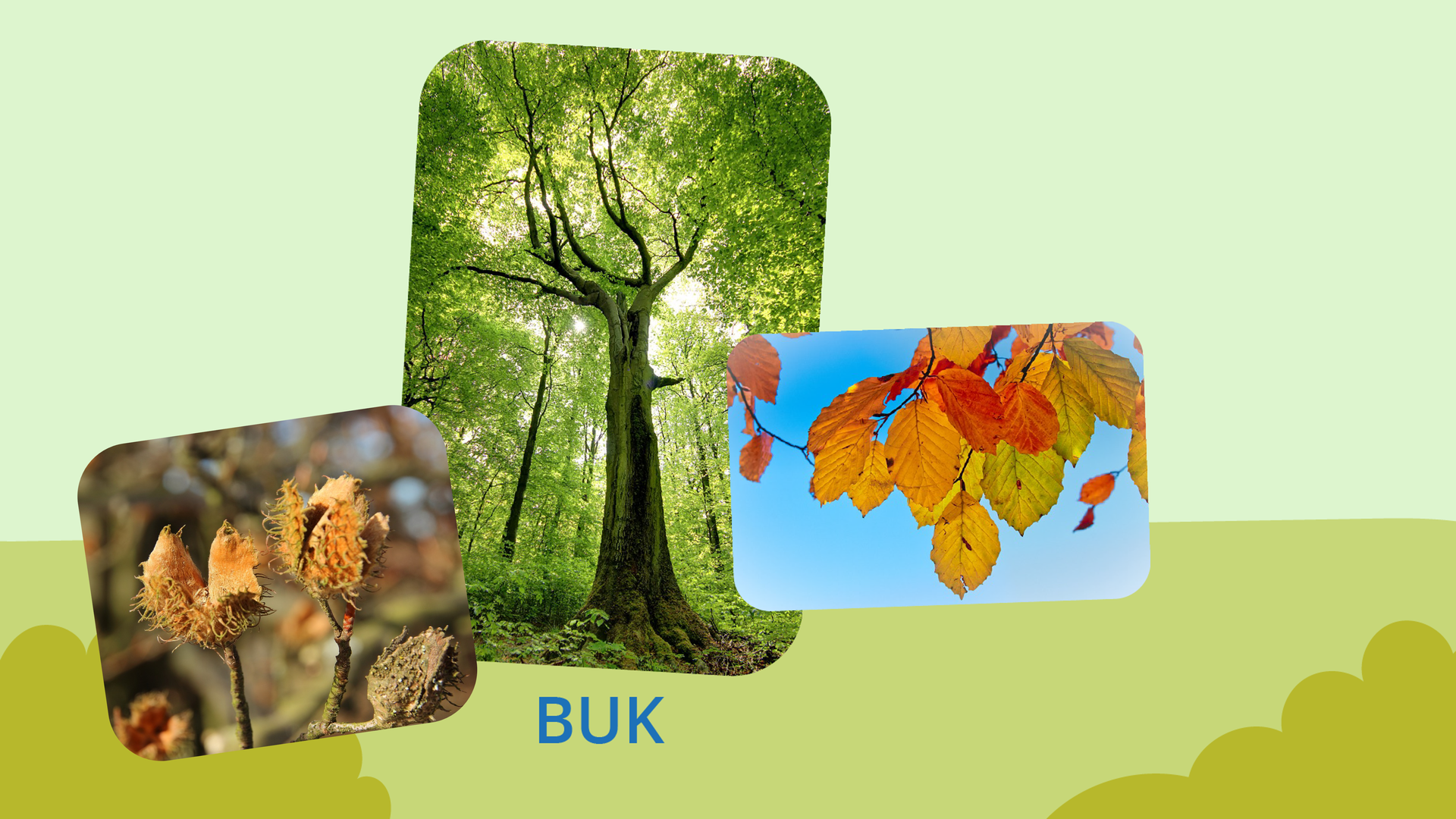 Na grafice znajdują się trzy zdjęcia. Największe, znajdujące się w centrum przedstawia wysokie drzewo o szerokim pniu. To buk. Na zdjęciu po prawej stronie widoczne są jesienne liście tego gatunku drzewa, zaś po lewej - orzeszki bukowe. 