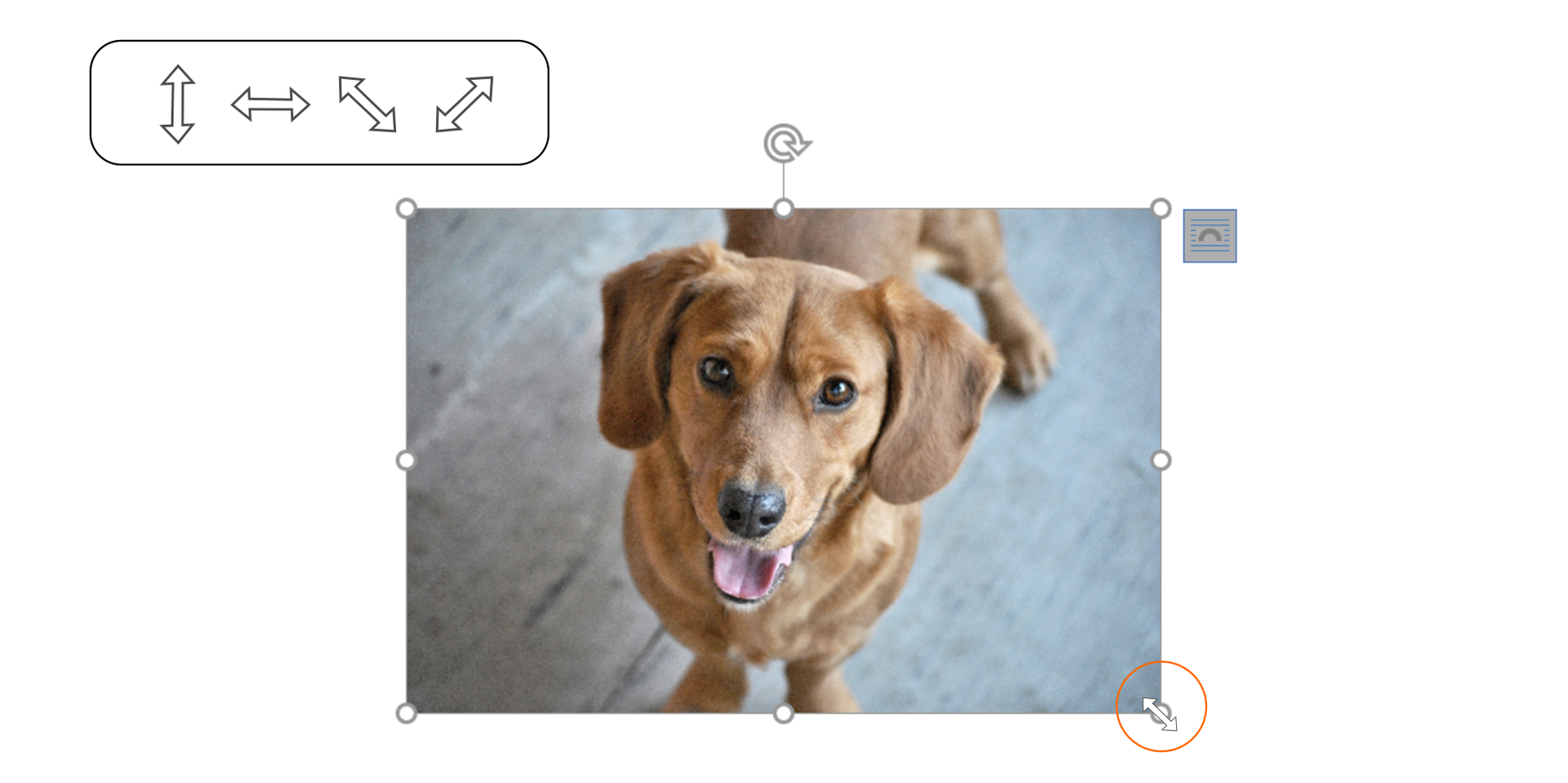 Ilustracja przedstawia zdjęcie psa z zaznaczoną ikoną skalowania obrazu - dwustronnie zakończona strzałka .    