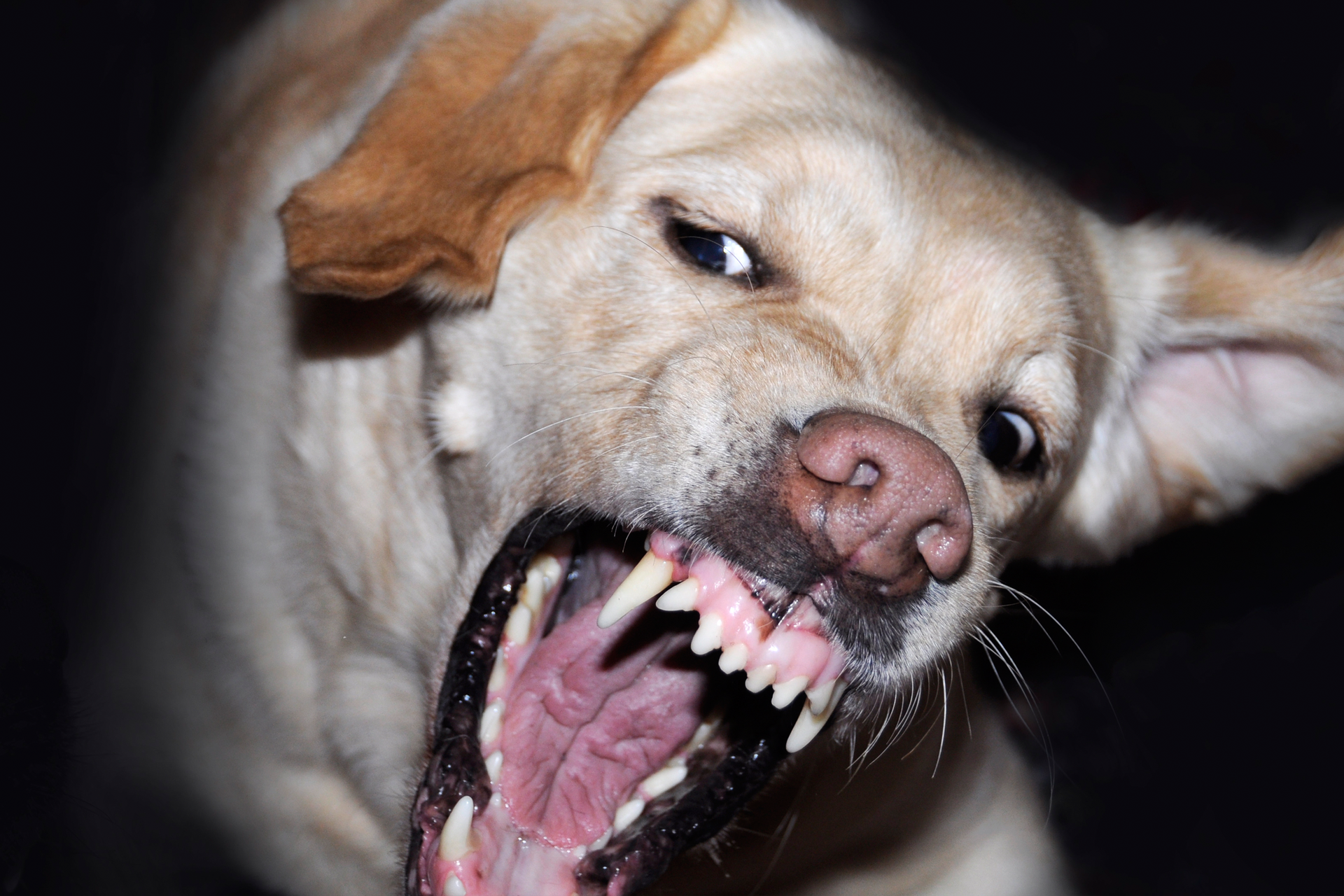 Na zdjęciu pies z wścieklizną. Szczeka, ma szeroko otwartą paszczę.