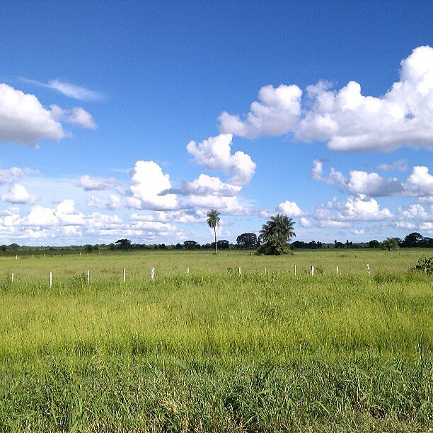 Zdjęcie ukazuje teren pokryty zieloną, trawiastą roślinnością. W połowie wysokości zdjęcia widoczne jest ogrodzenie na całą szerokość fotografii. Są to niskie słupki z niemalowanego drewna. Na horyzoncie widać palmę, wysoki krzew, a dalej linię drzewiastej roślinności. Niebo jest jasne, słoneczne, z dużą liczbą chmur.