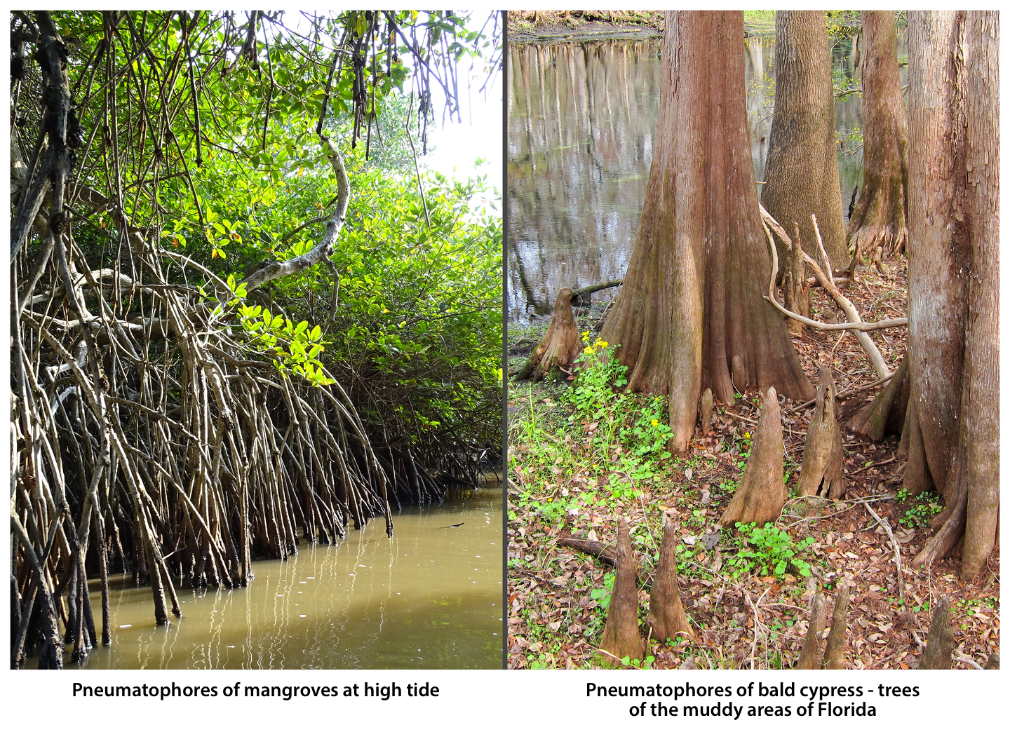 Fotografie przedstawiają korzenie oddechowe. Po lewej są wysokie, cienkie korzenie drzew wyrastające do wody. Wysoko nad nimi znajdują się gałęzie z liśćmi. To namorzyny. Po prawej drzewa o jasnej korze rosną w błotach Florydy. Ich korzenie rosną do góry, wystając z mokrego podłoża. Między nimi rosną niewielkie, żółto kwitnące rośliny. Fotografia po lewej jest podpisana: Pneumatophores of mangroves at high tide. Fotografia po prawej jest podpisana:Pneumatophores of bald cypress- trees of the muddy areas of Florida.