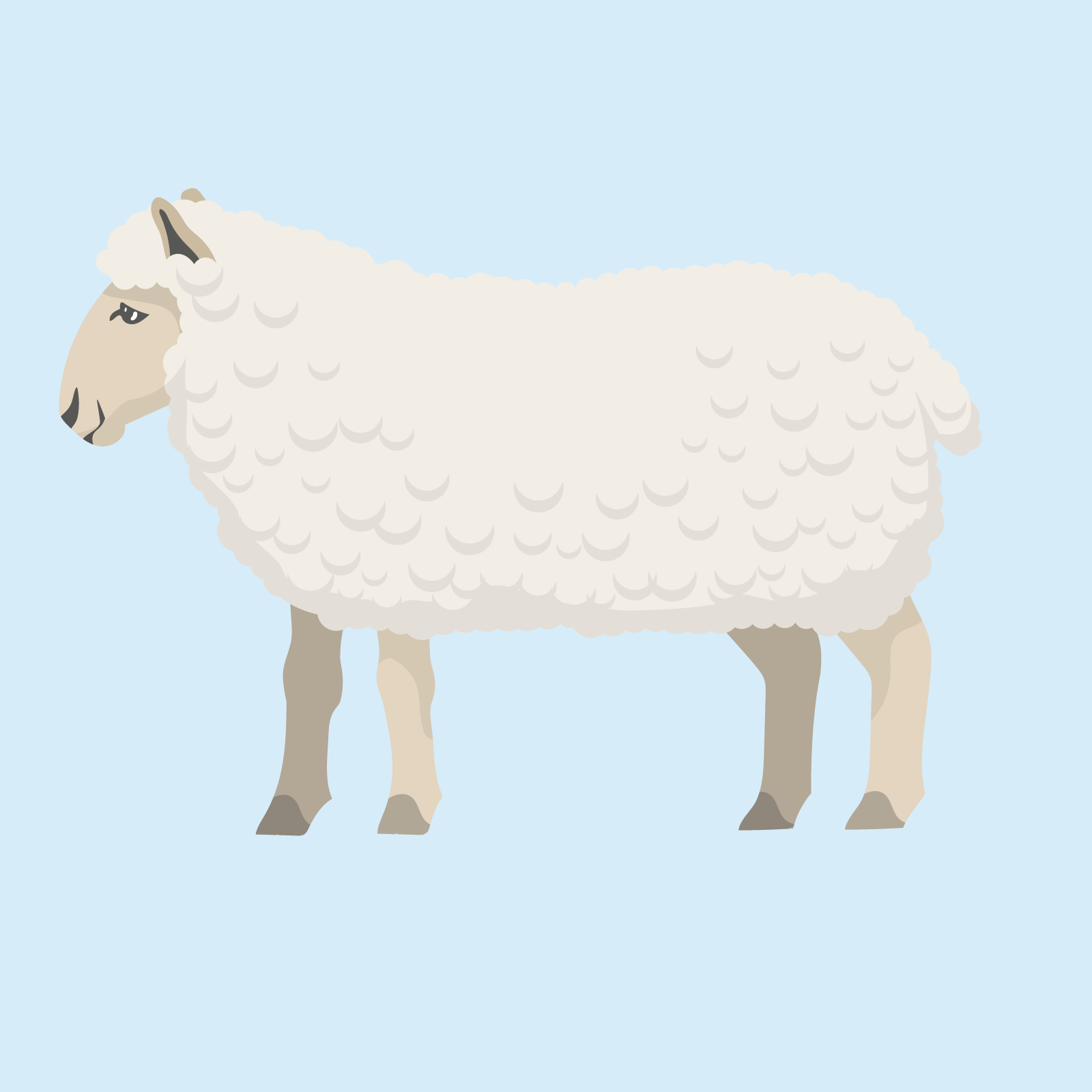 Ilustracja przedstawia owcę porośniętą białym futrem. 