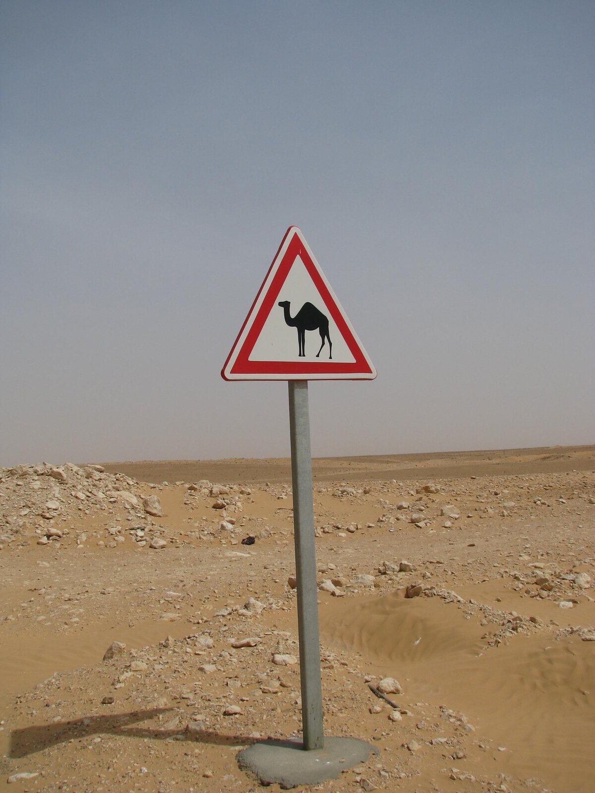 Zdjęcie przedstawia znak ostrzegawczy stojący przy kamienistej drodze wiodącej przez pustynię. Na białym, trójkątnym polu obwiedzionym czerwoną ramką znajduje się czarna sylwetka wielbłąda.